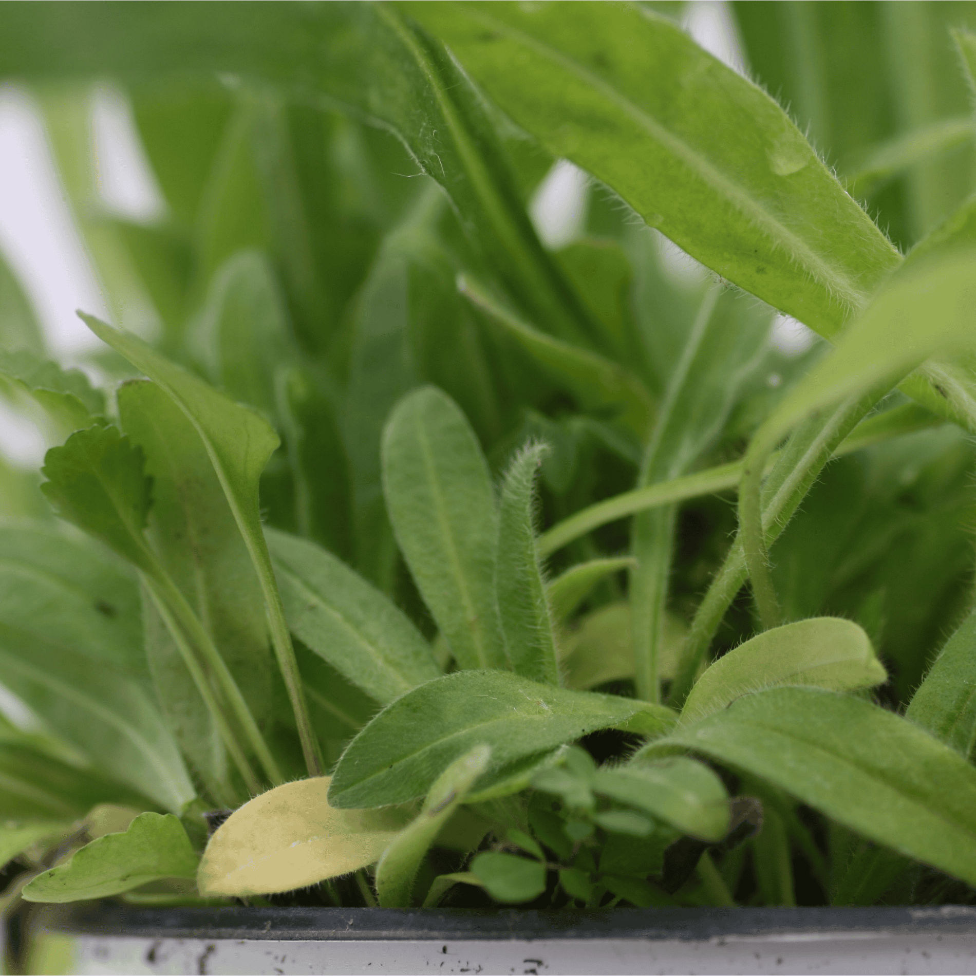 Gemeiner Natternkopf | Saatgut