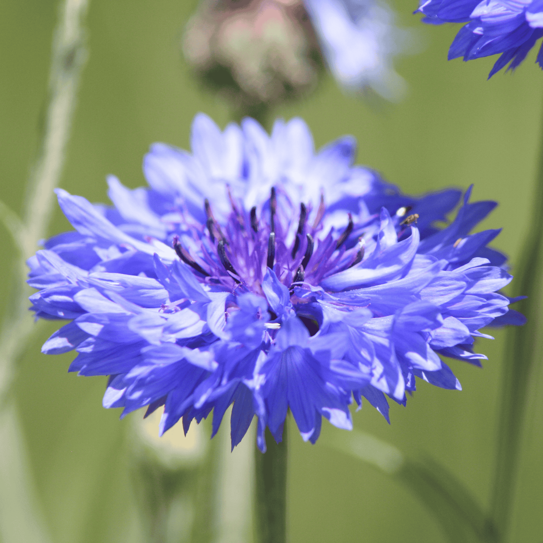 Kornblume | Saatgut