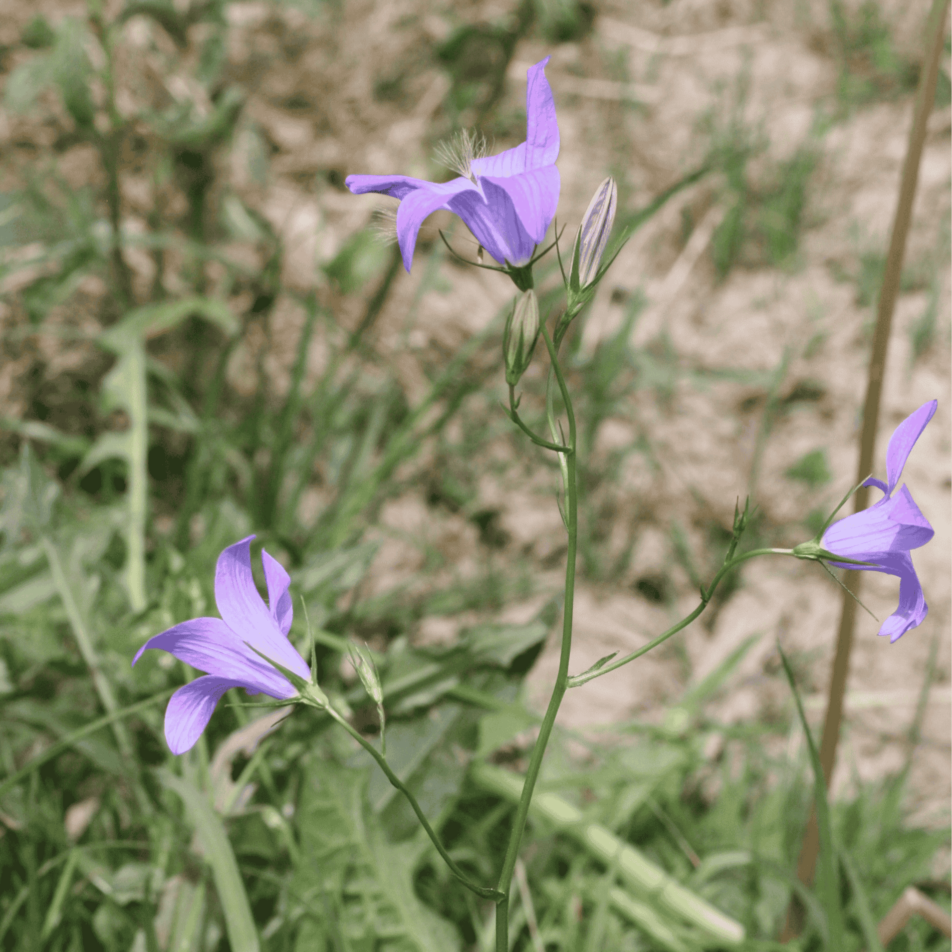 Wiesen Glockenblume | Saatgut