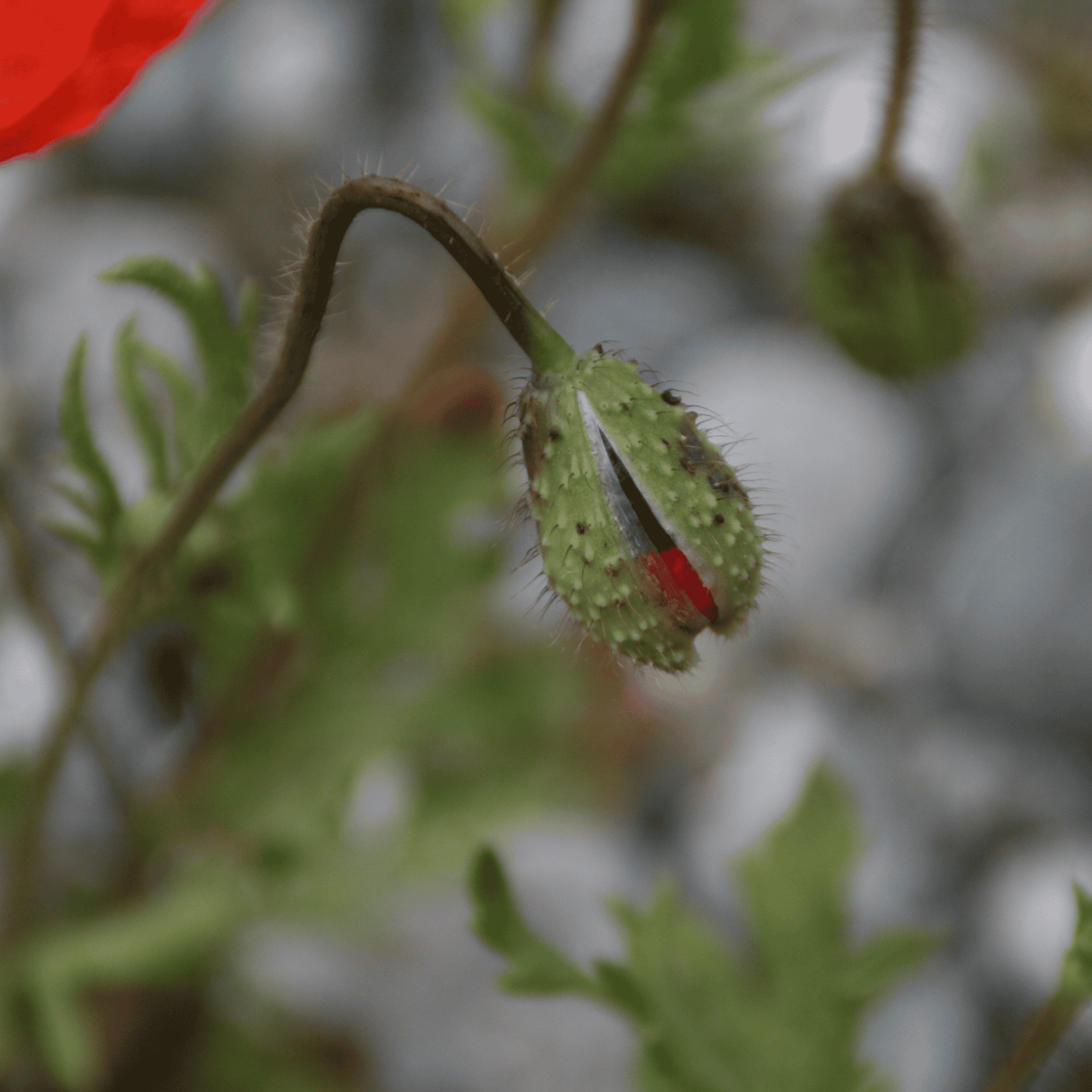 Klatschmohn | Saatgut