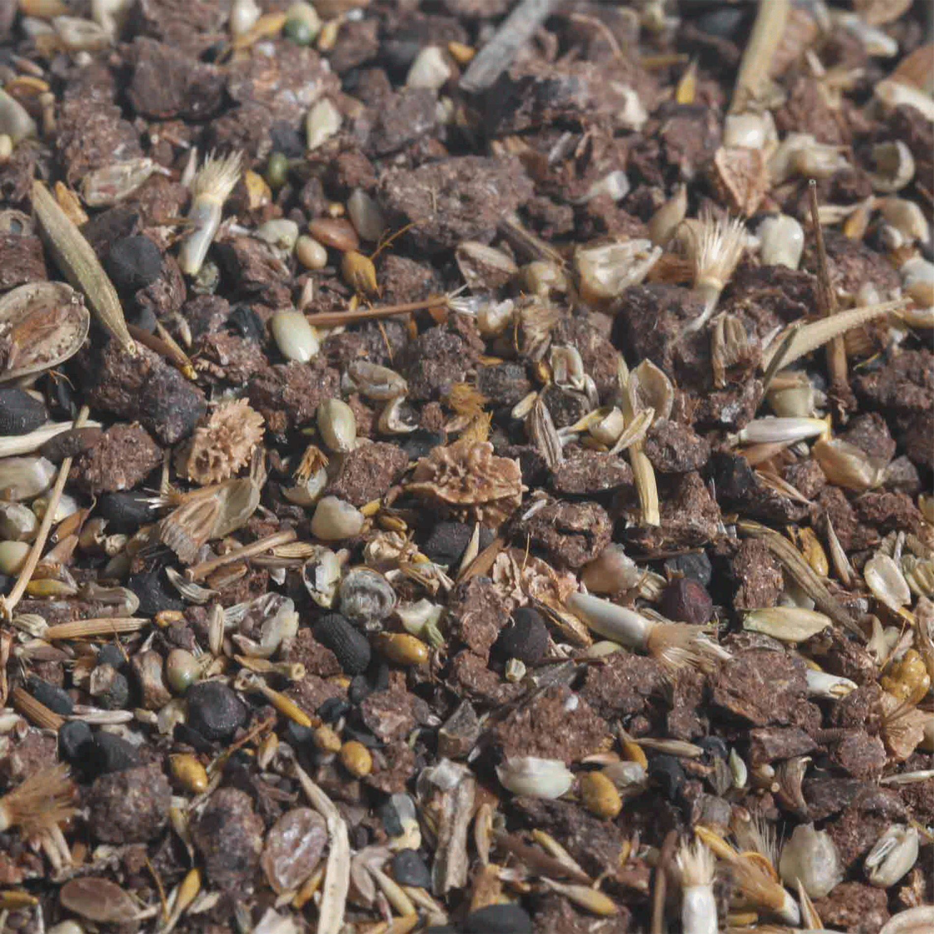 Schwarzenberger Regionale Wildblumenmischung mit heimischen Arten