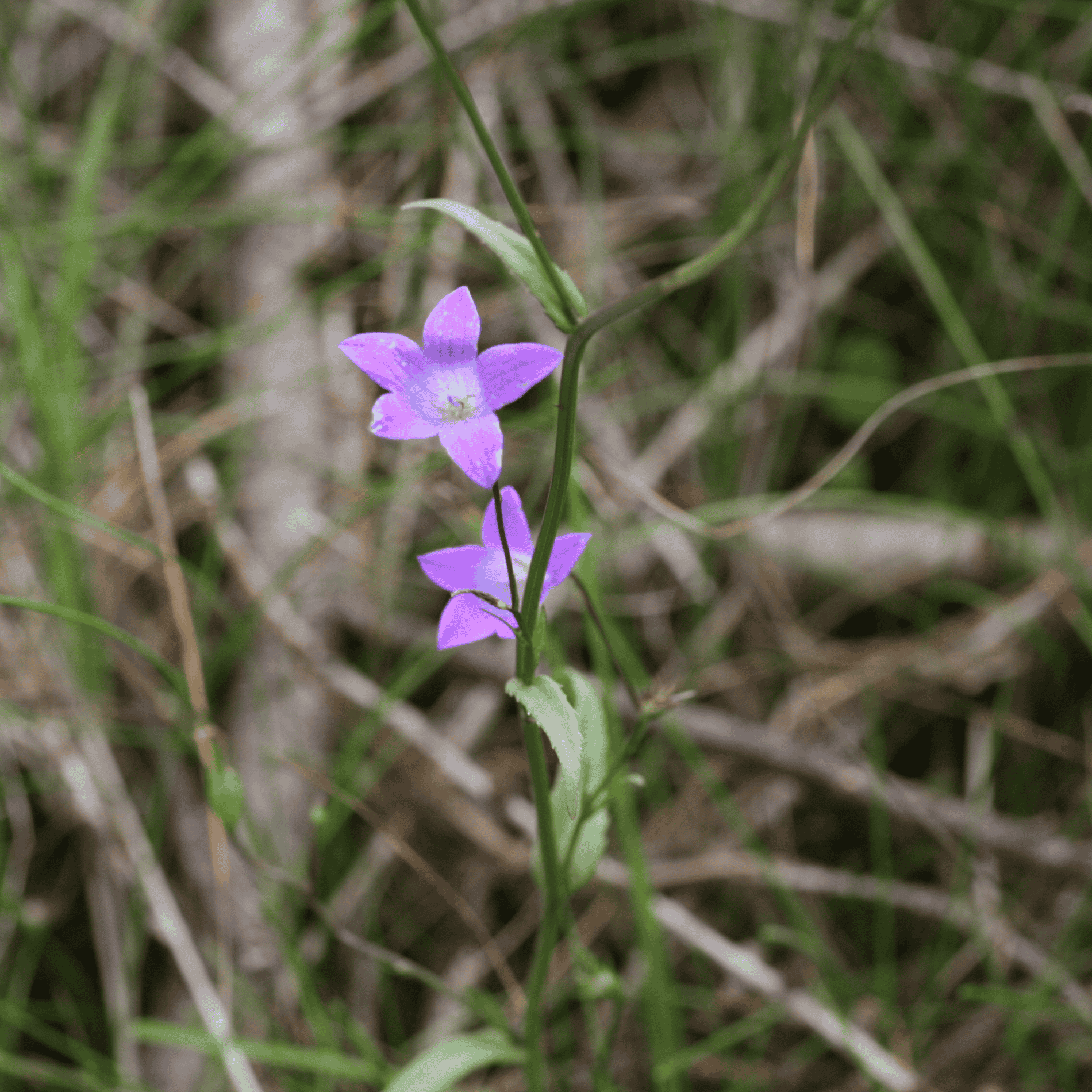 Wiesen Glockenblume | Saatgut