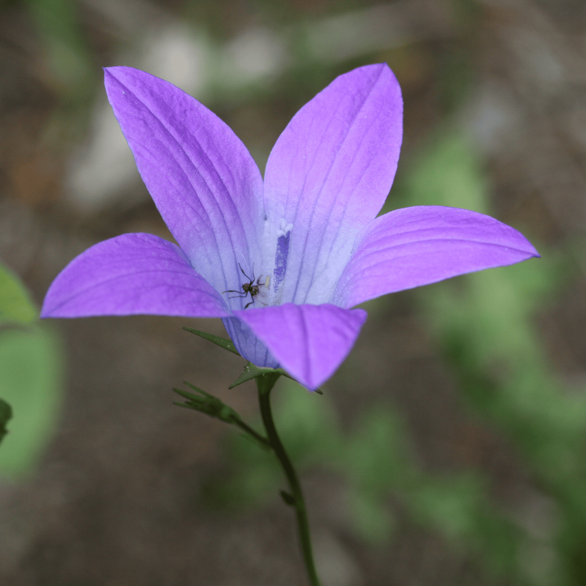 Wiesen Glockenblume | Saatgut