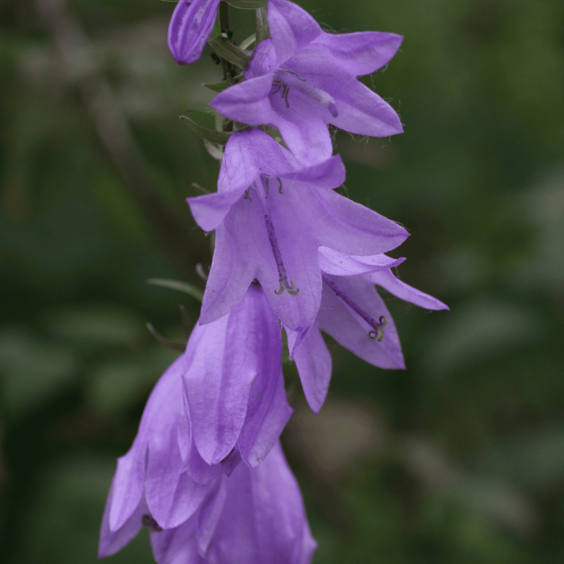 Acker Glockenblume | Saatgut