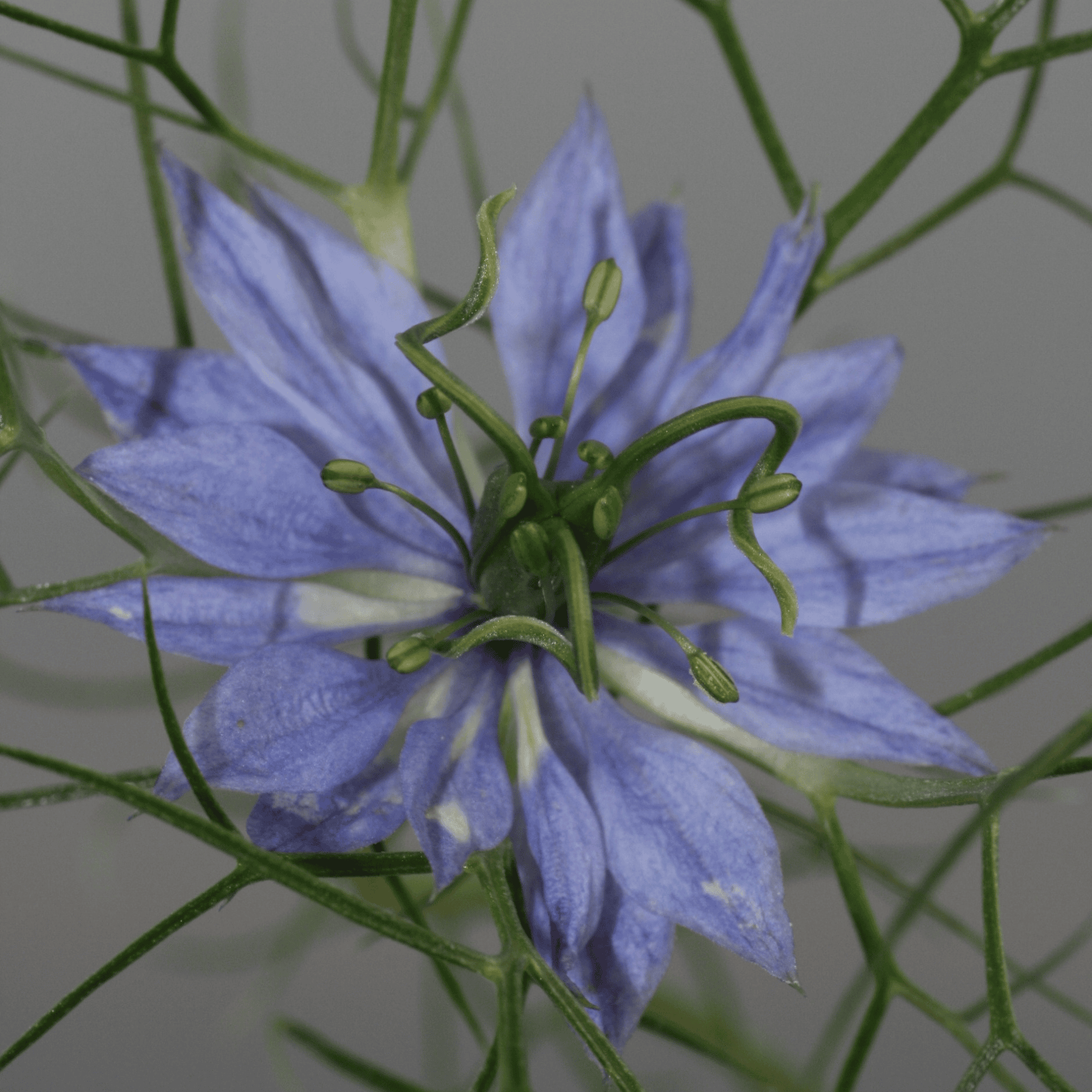 Schwarzkümmel | Saatgut