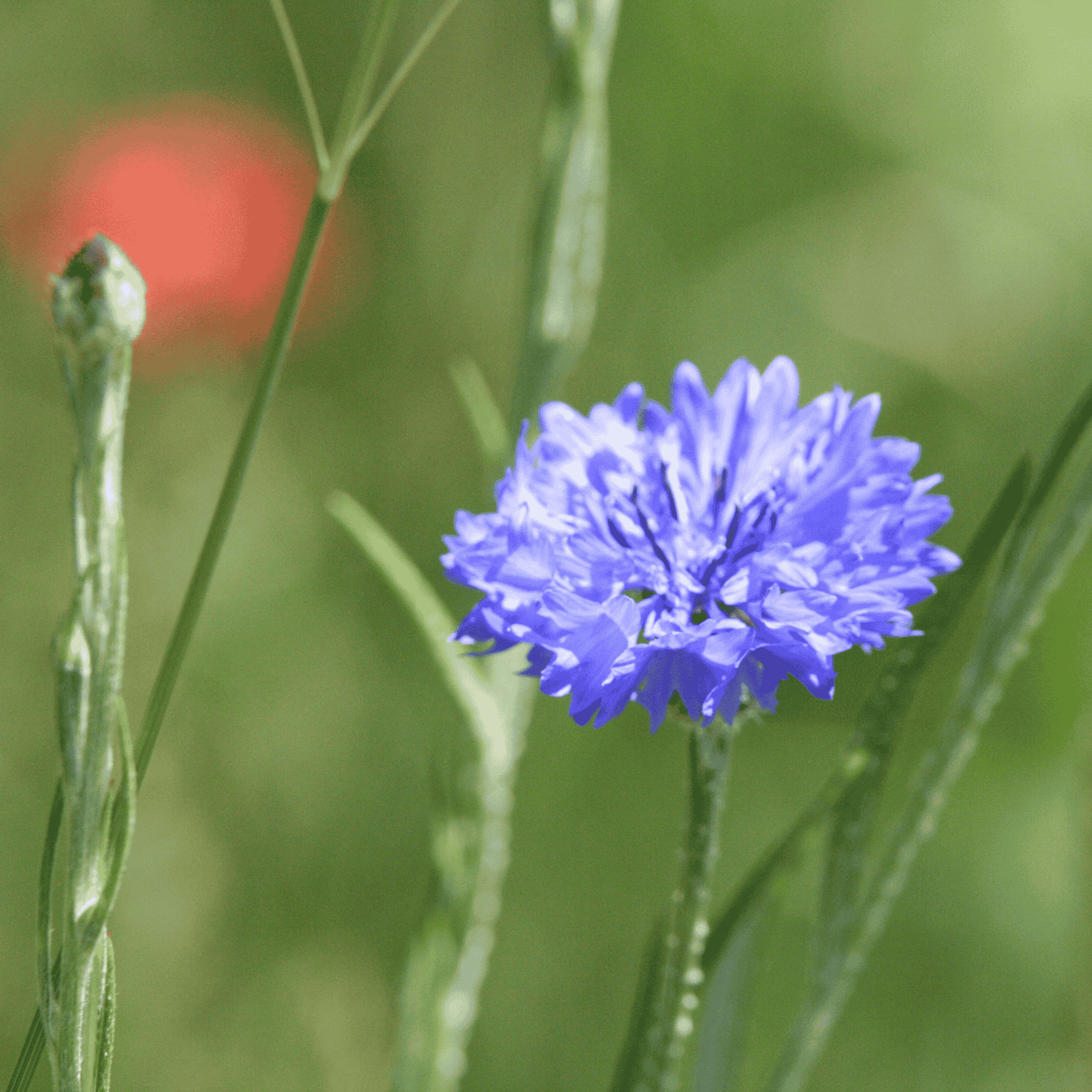 Kornblume | Saatgut