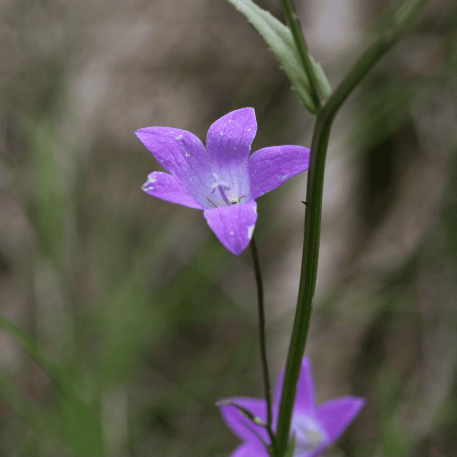 Wiesen Glockenblume | Saatgut