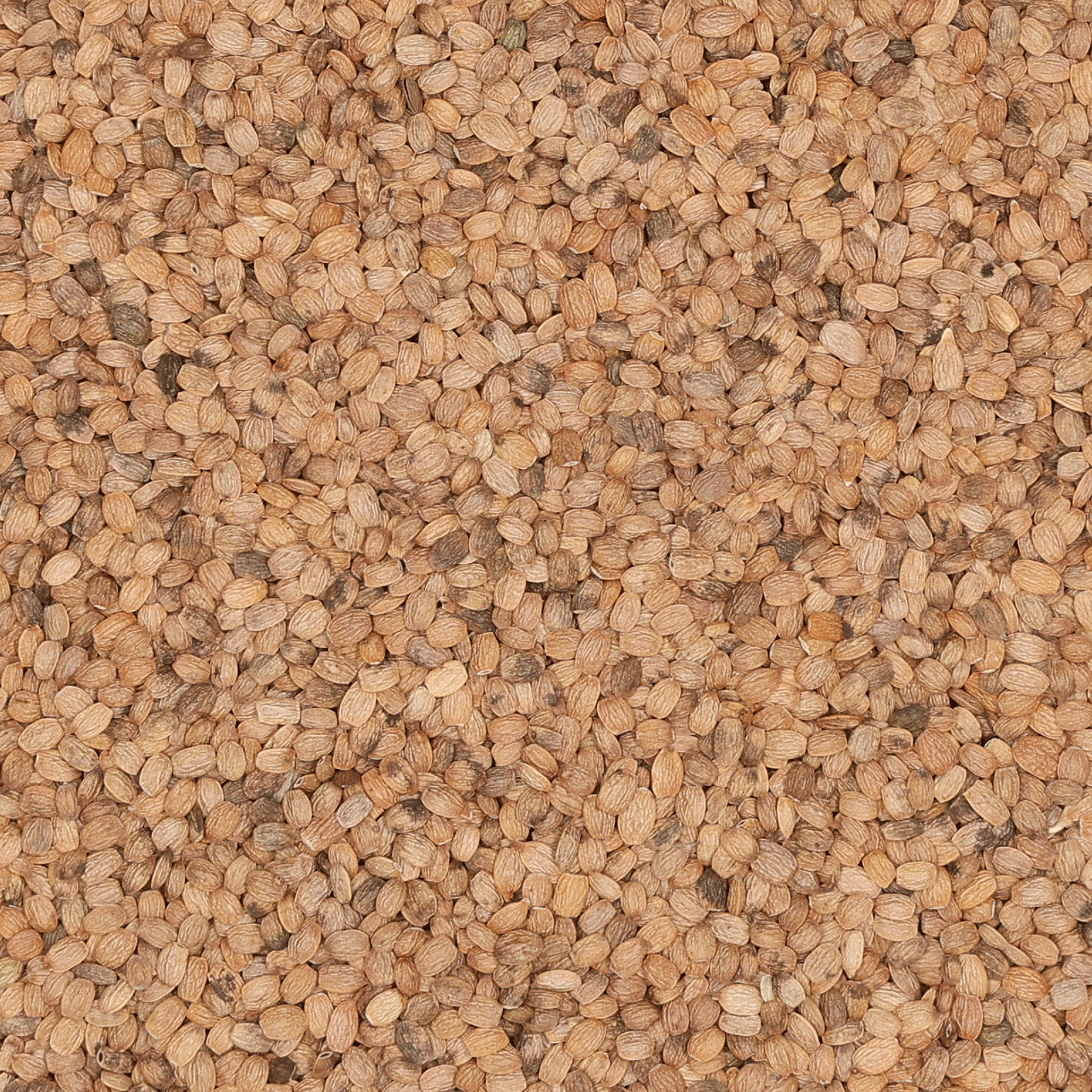 Serradella | 1 kg