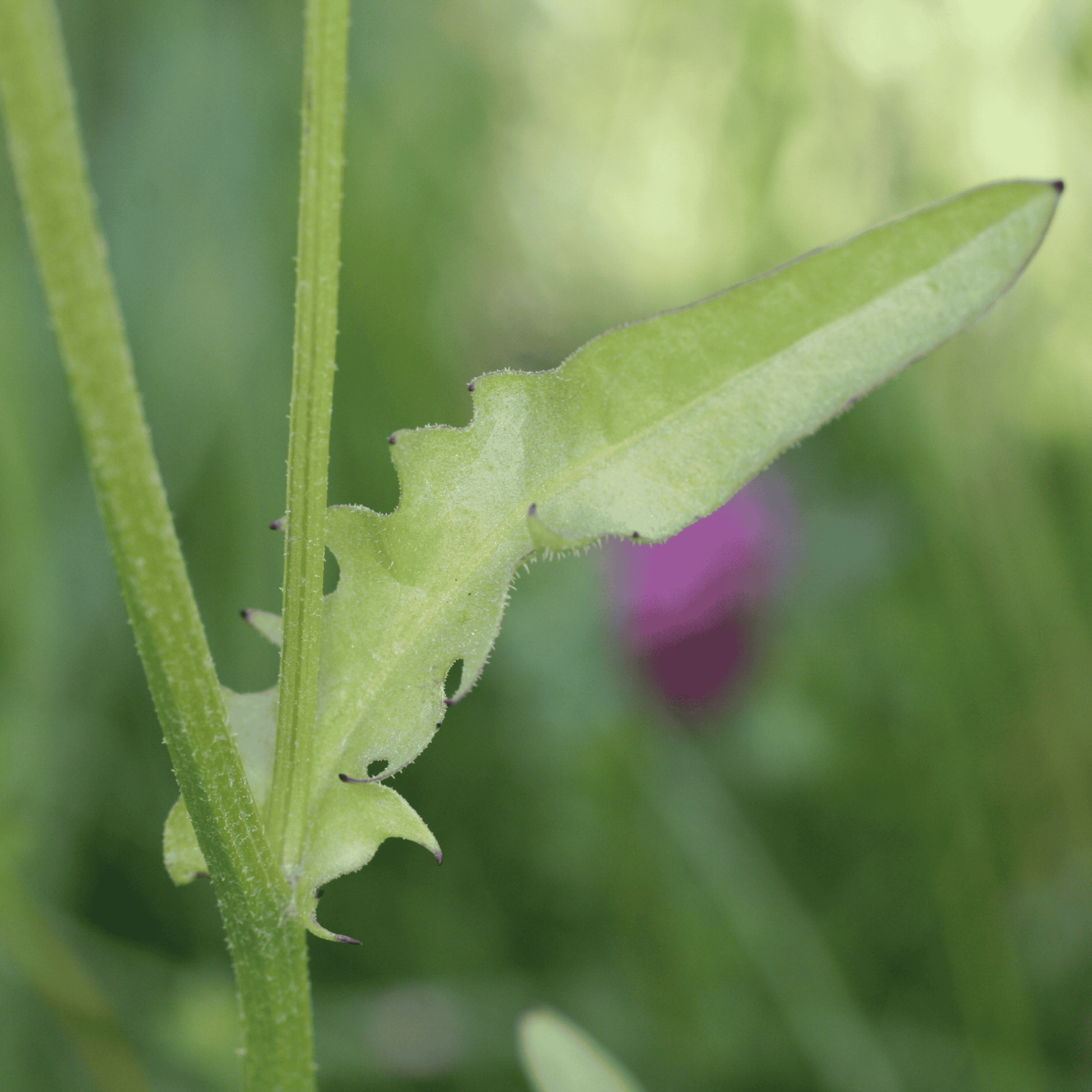 Wiesen Pippau |Saatgut