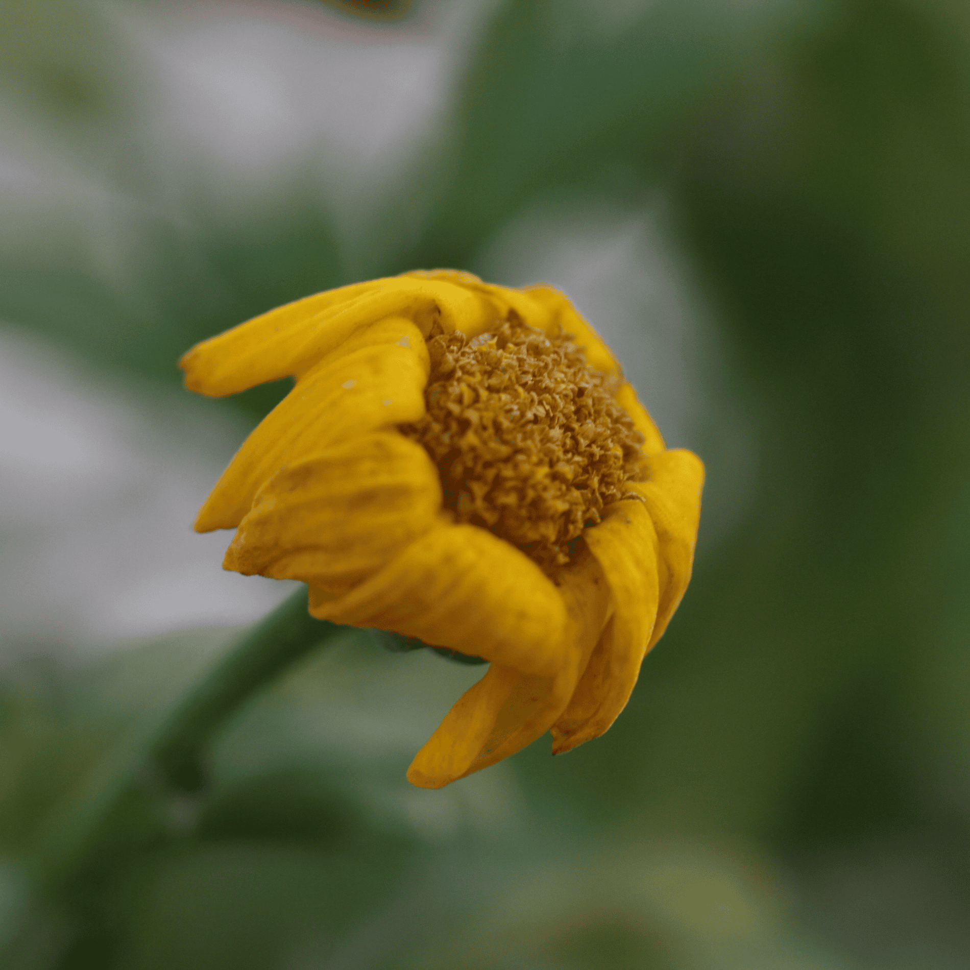 Saatwucherblume | Saatgut