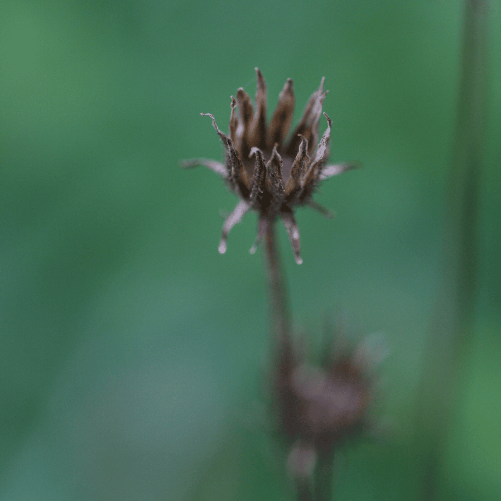 Wiesen Pippau |Saatgut