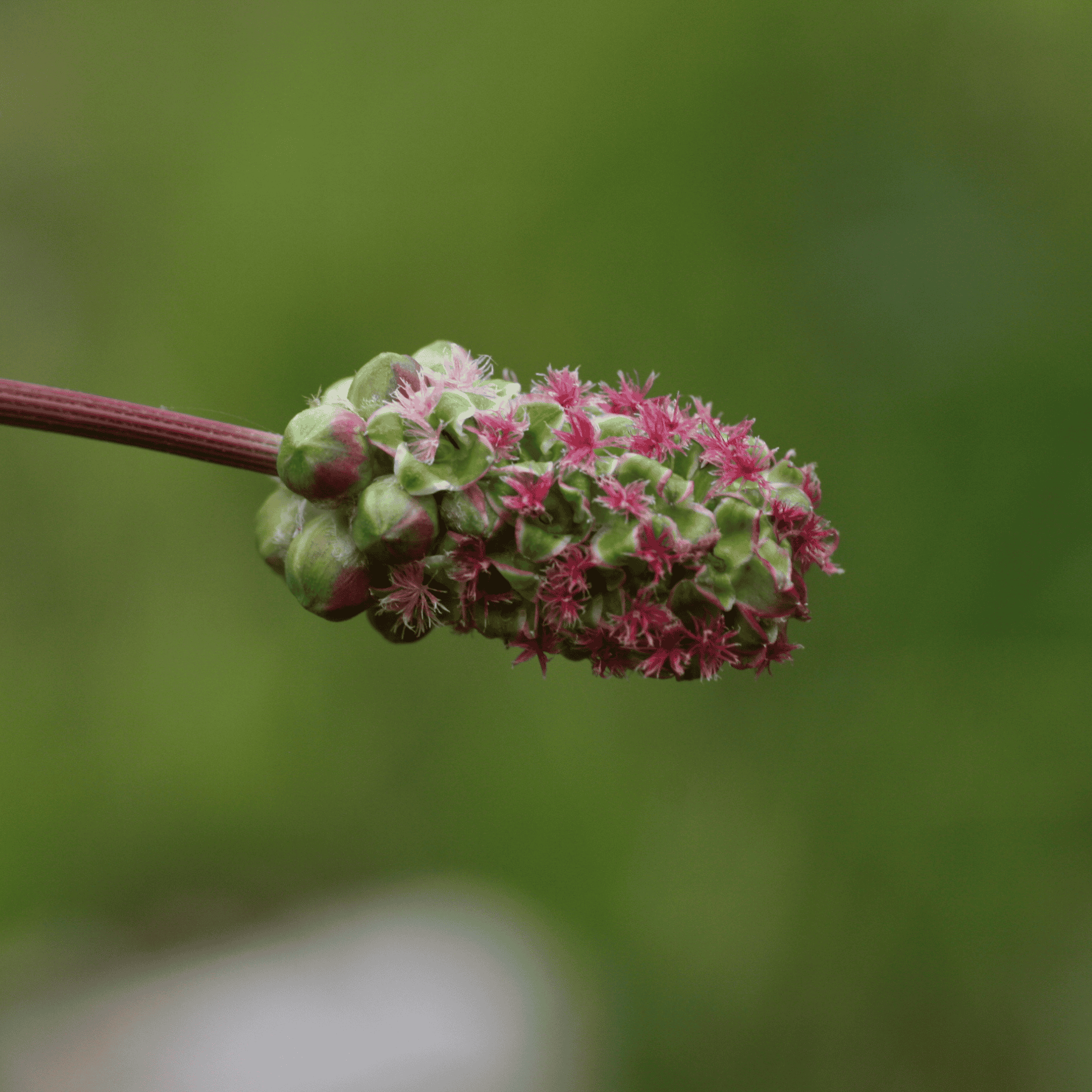 Kleiner Wiesenknopf | Saatgut
