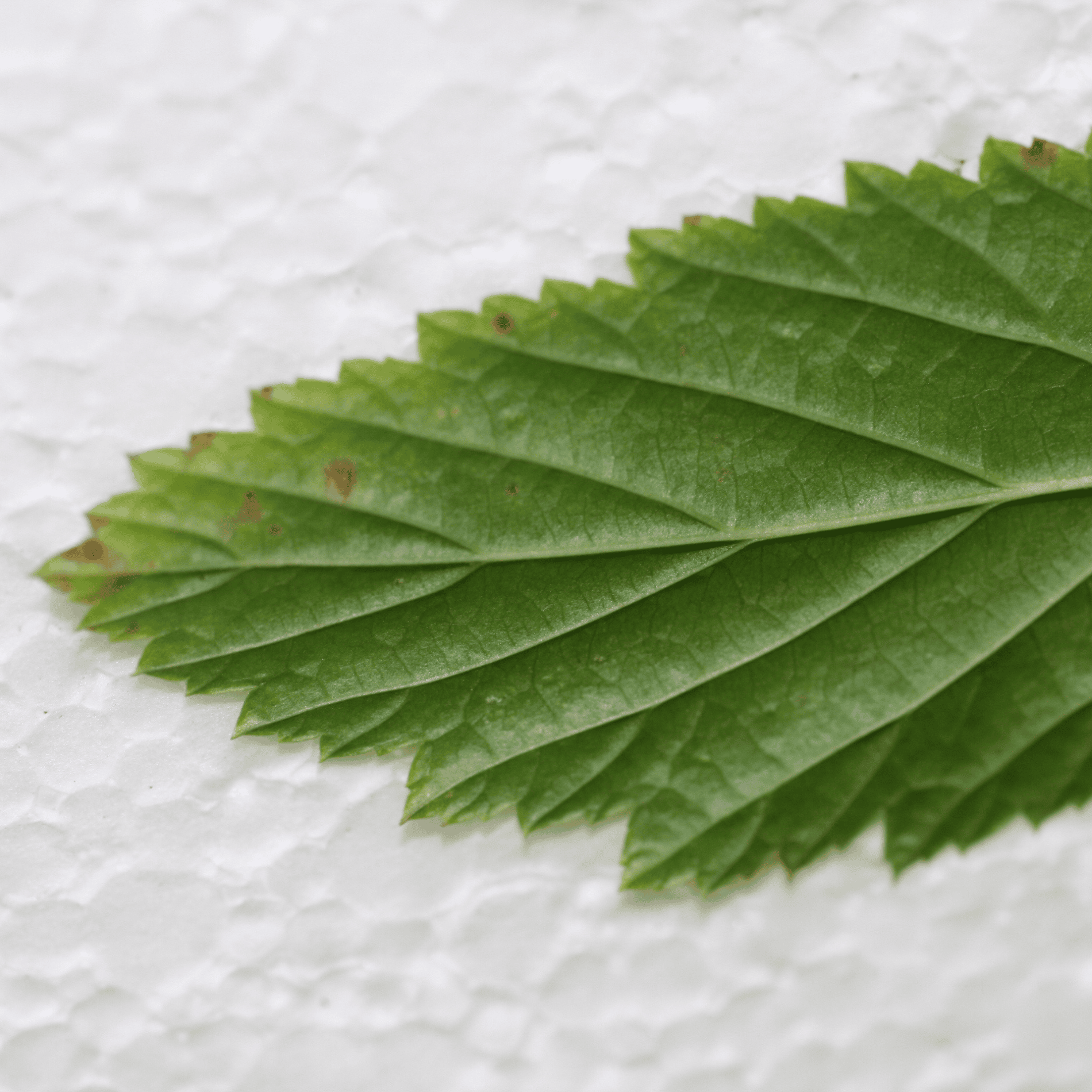 Echtes Mädesüß | Saatgut