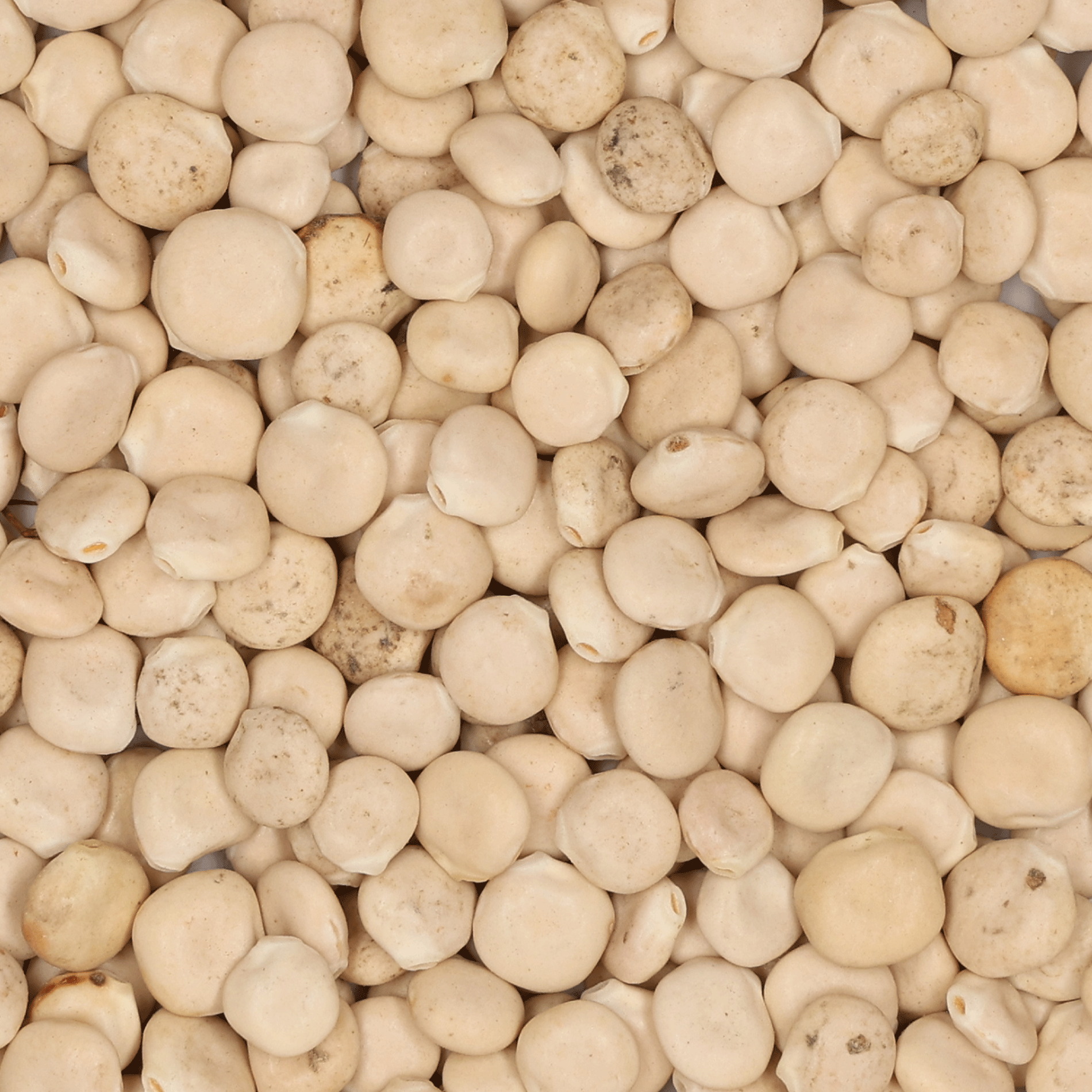 Weiße Lupinensamen 50 g Saatgut von Samen Schwarzenberger Weiße Lupinensamen 50 g Saatgut von Samen Schwarzenberger