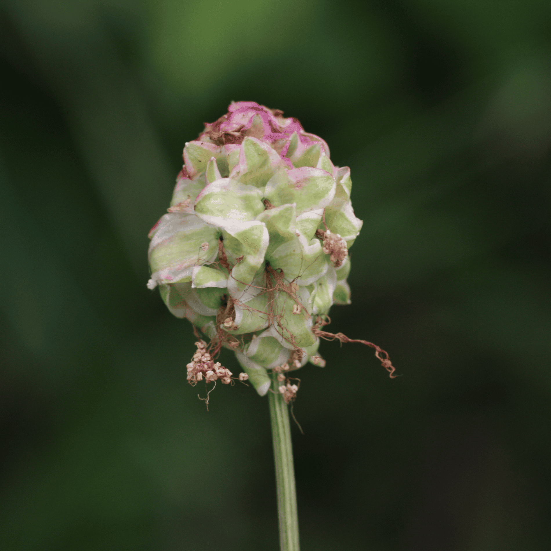 Kleiner Wiesenknopf | Saatgut