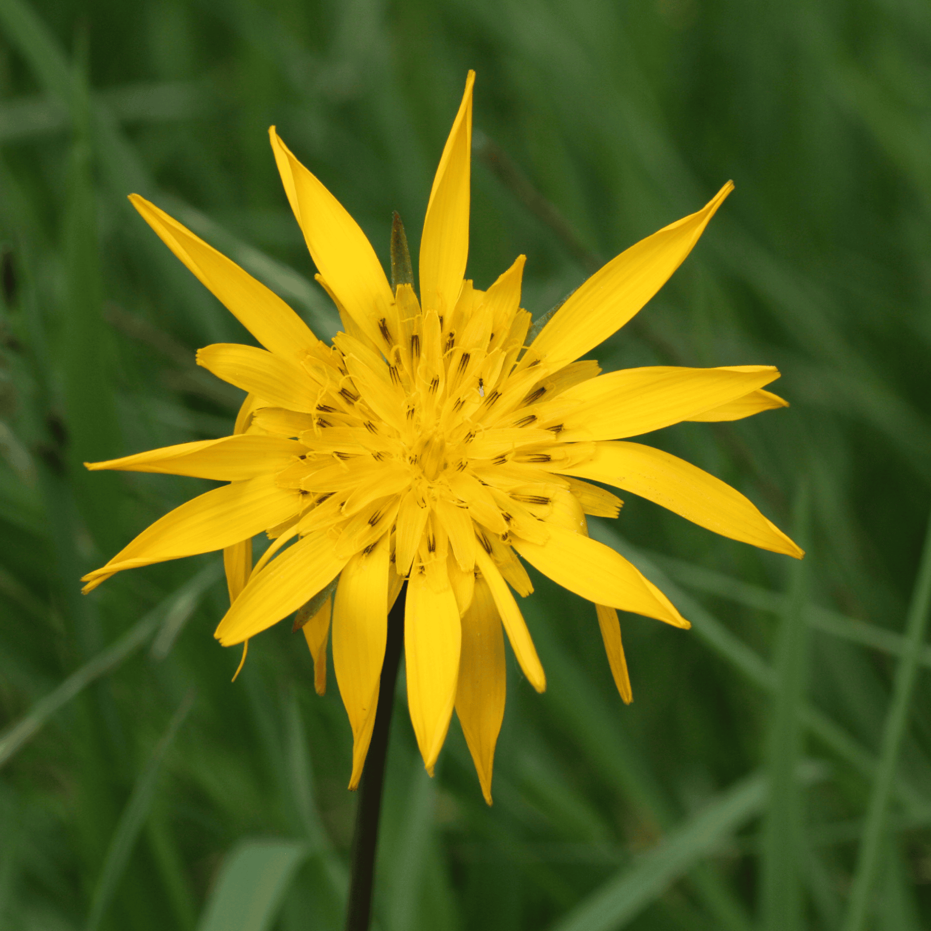 Wiesenbocksbart | Saatgut