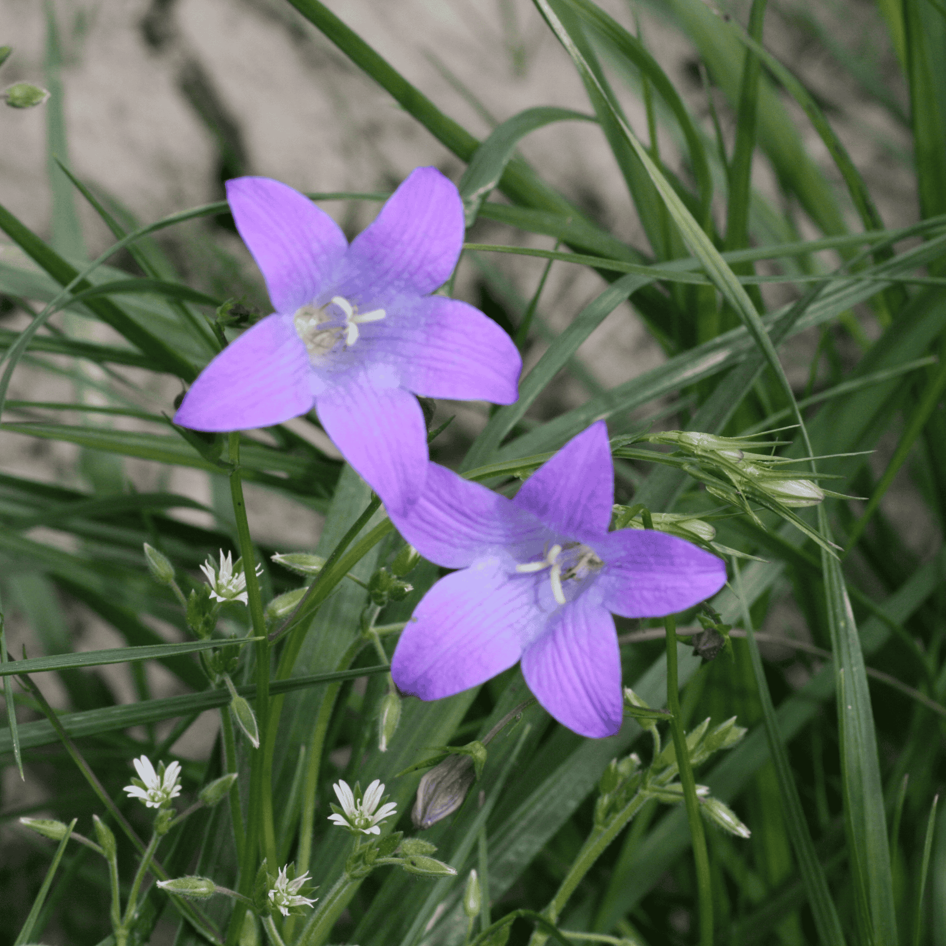 Wiesen Glockenblume | Saatgut