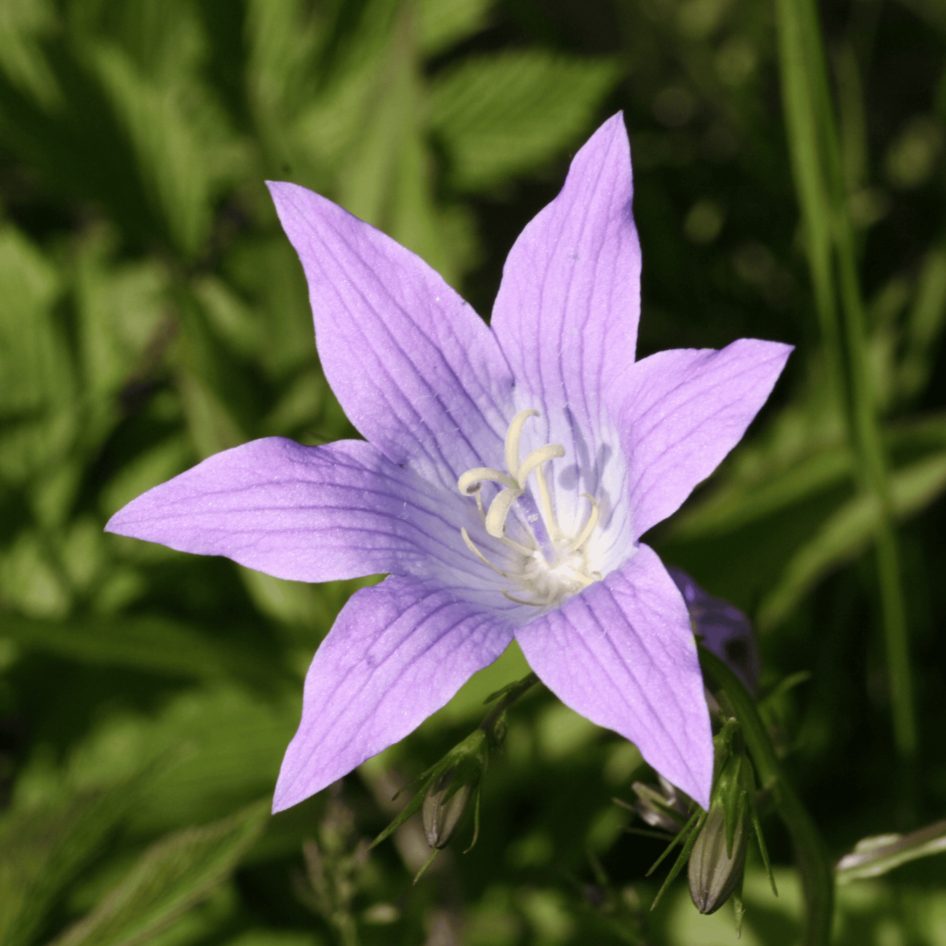 Wiesen Glockenblume | Saatgut