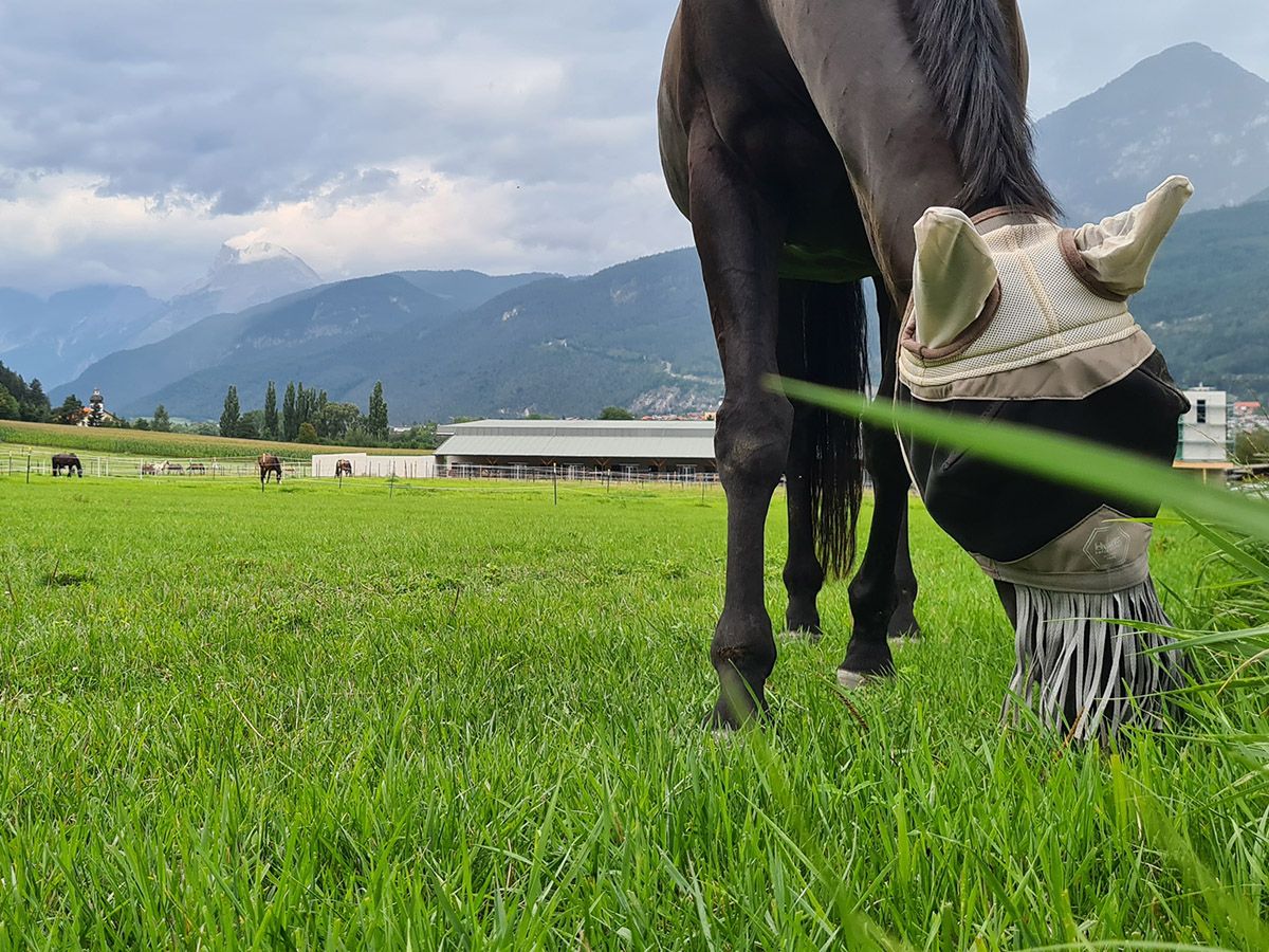 Pferd mit Fliegenschutz frisst Gras auf einer Weide mit Bergpanorama im Hintergrund.