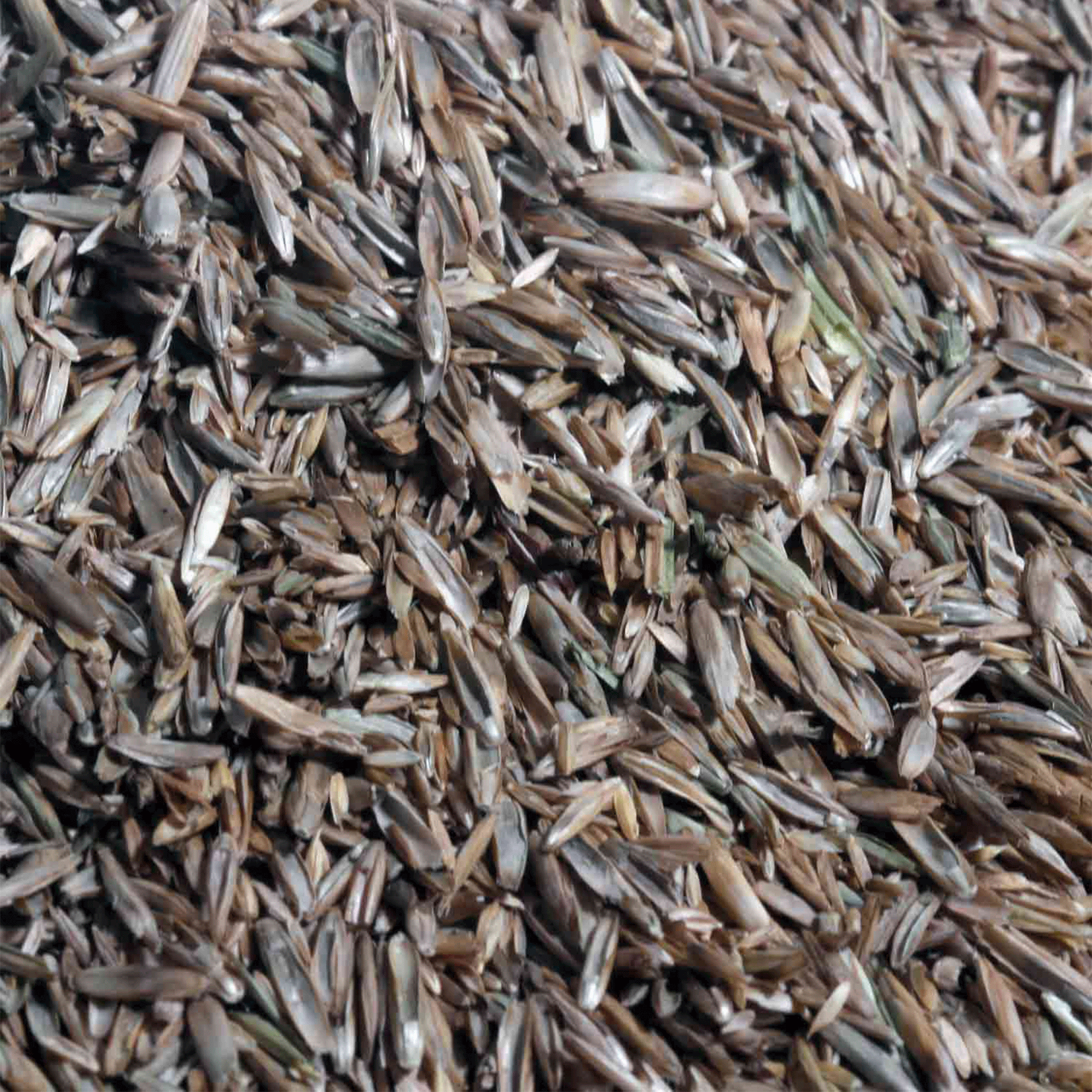 Schwarzenberger Schnellstkeimender Nachsaat/Regenerationsrasen für Sportplätze mit Poa patensis RSM 3.2
