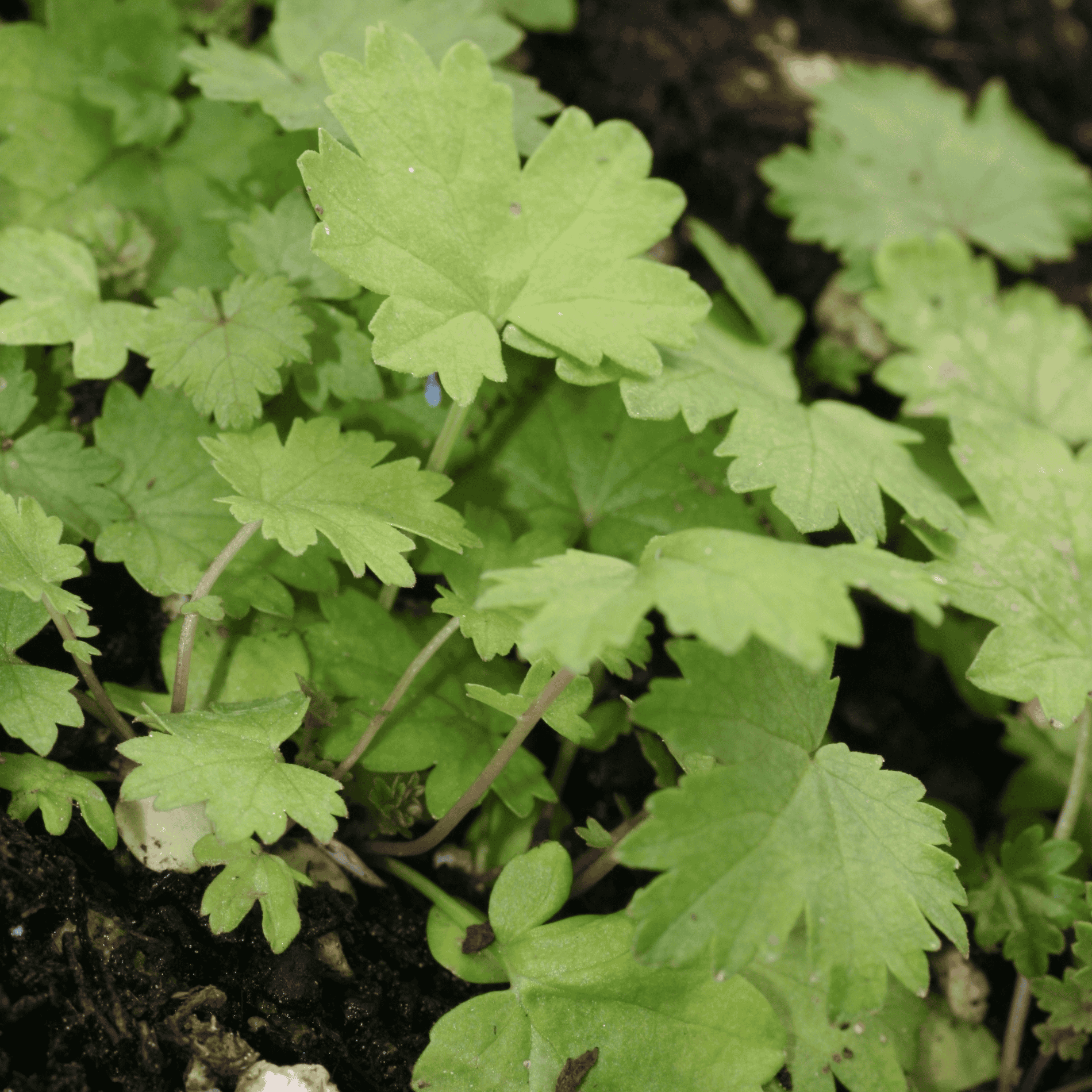 Echtes Mädesüß | Saatgut