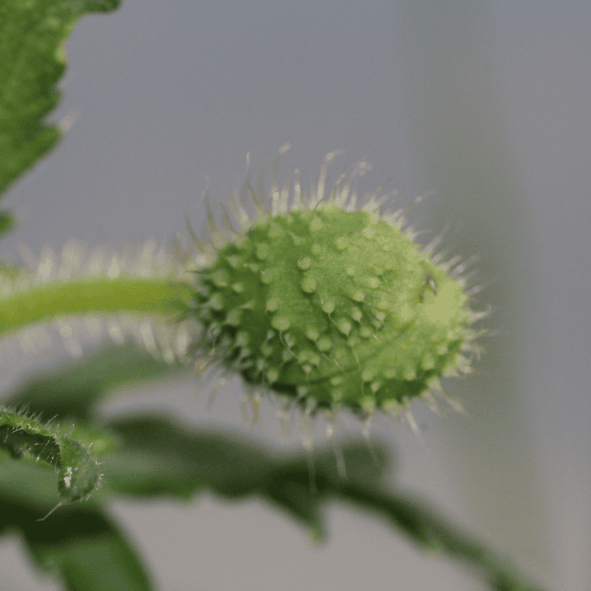 Klatschmohn | Saatgut