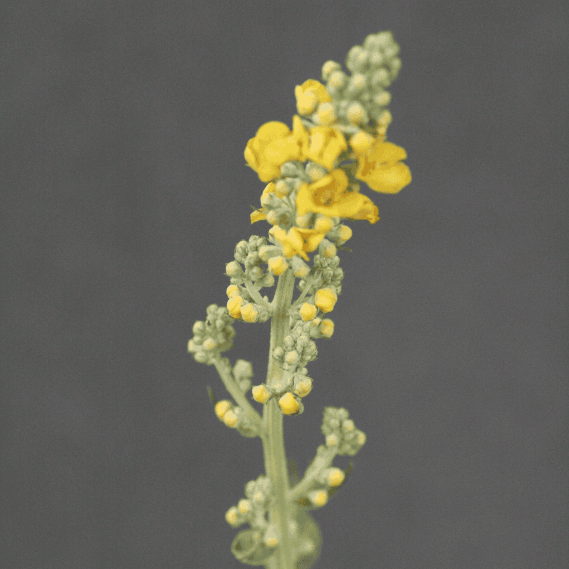 Mehlige Königskerze | Saatgut