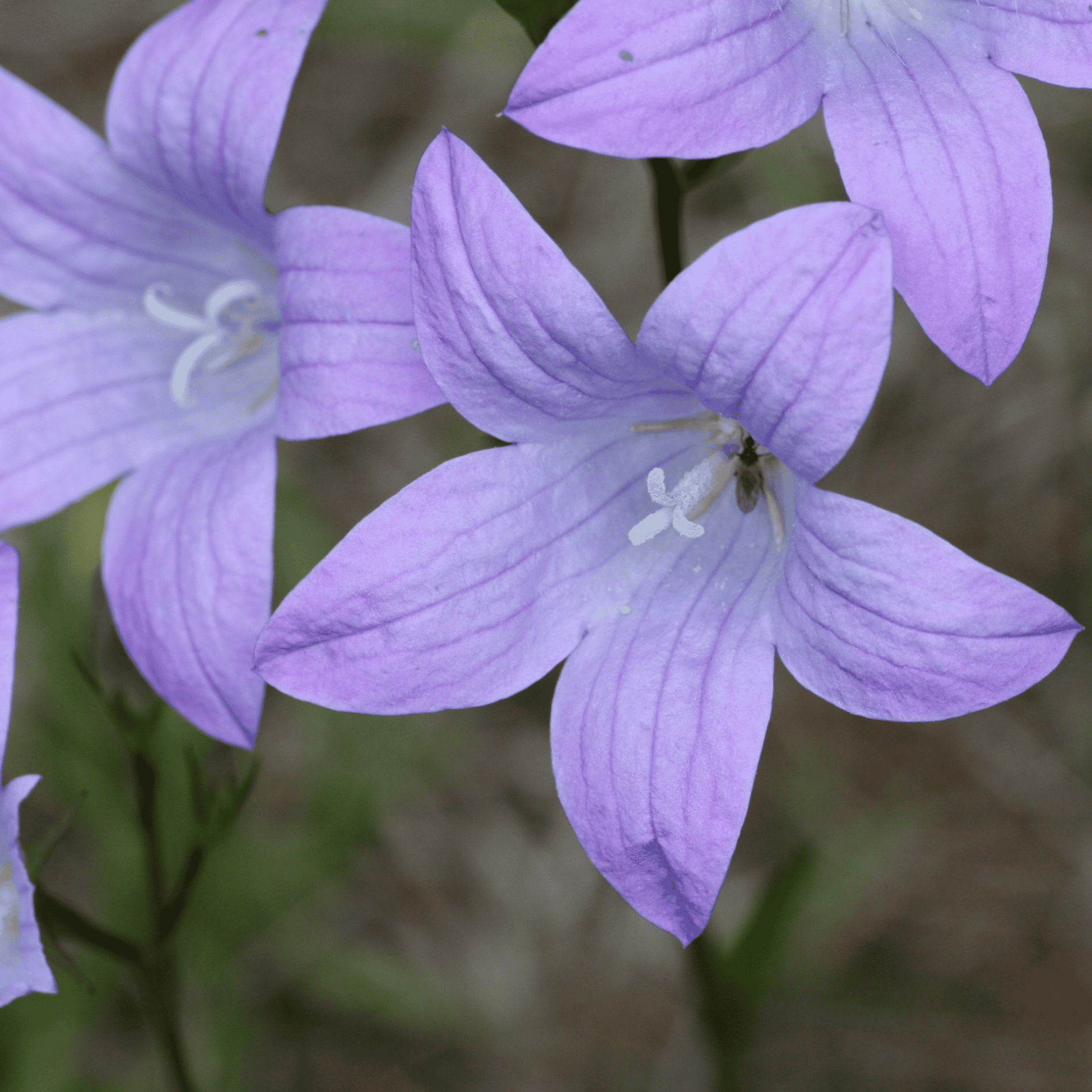 Wiesen Glockenblume | Saatgut