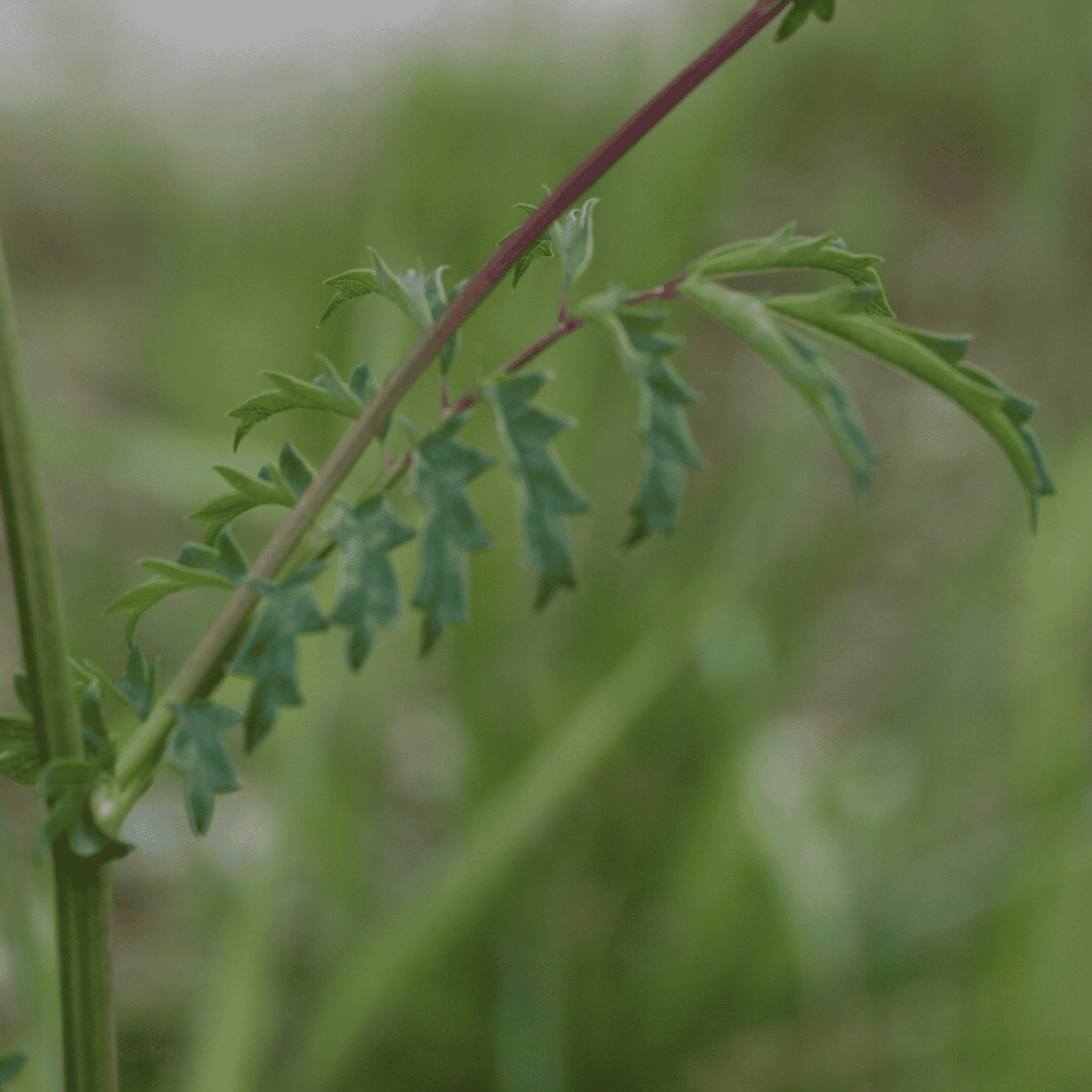 Kleiner Wiesenknopf | Saatgut