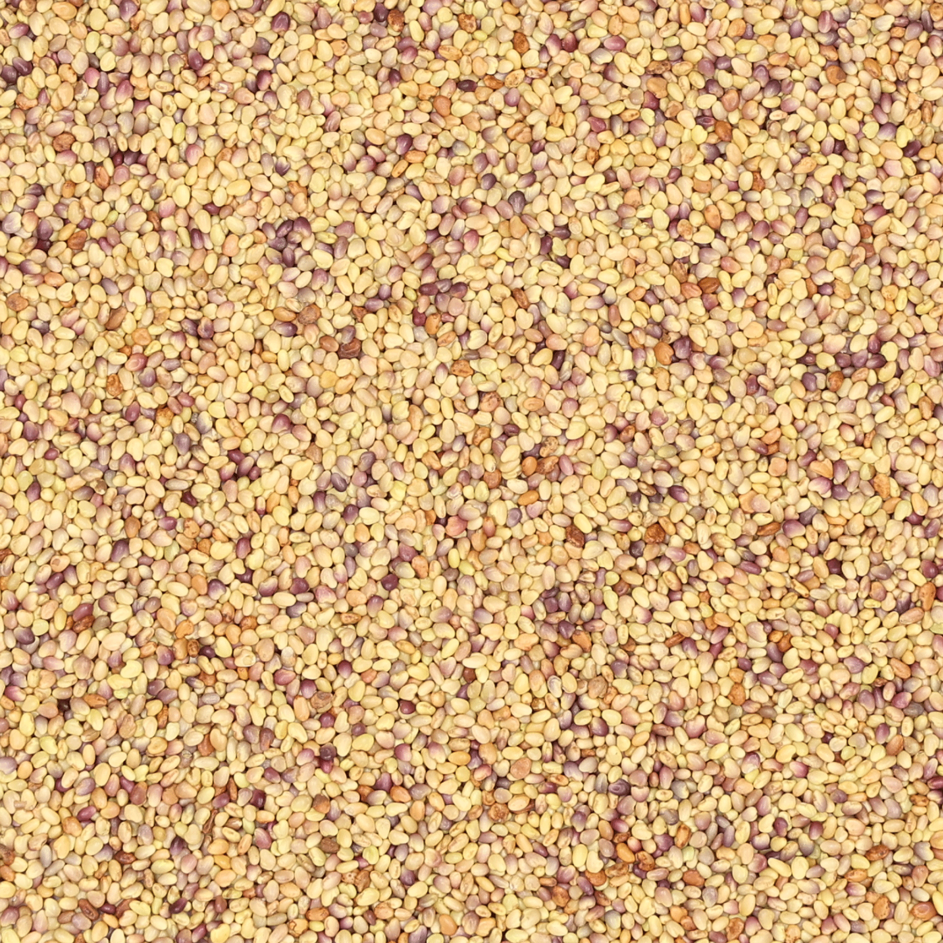 Rotklee | Altaswede | 1 kg