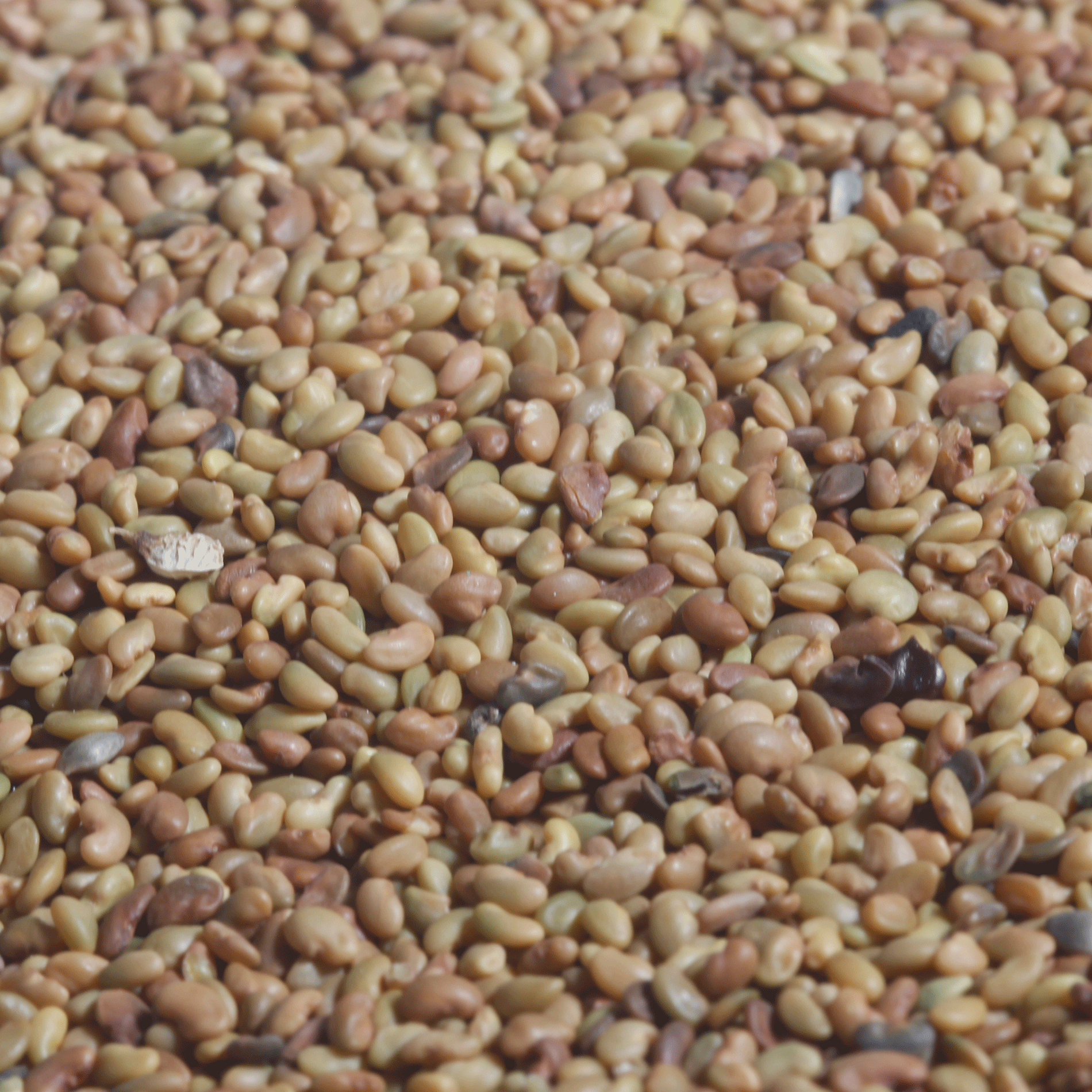 Luzerne Weidetyp | Verko | 1 kg