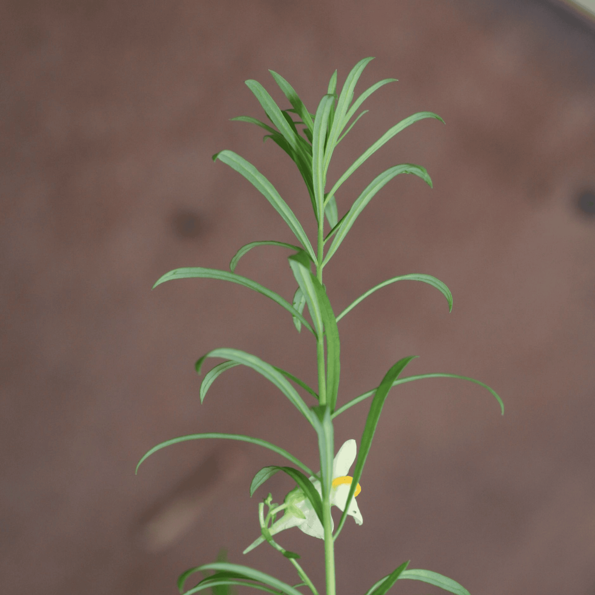 Gemeiner Lein | Saatgut