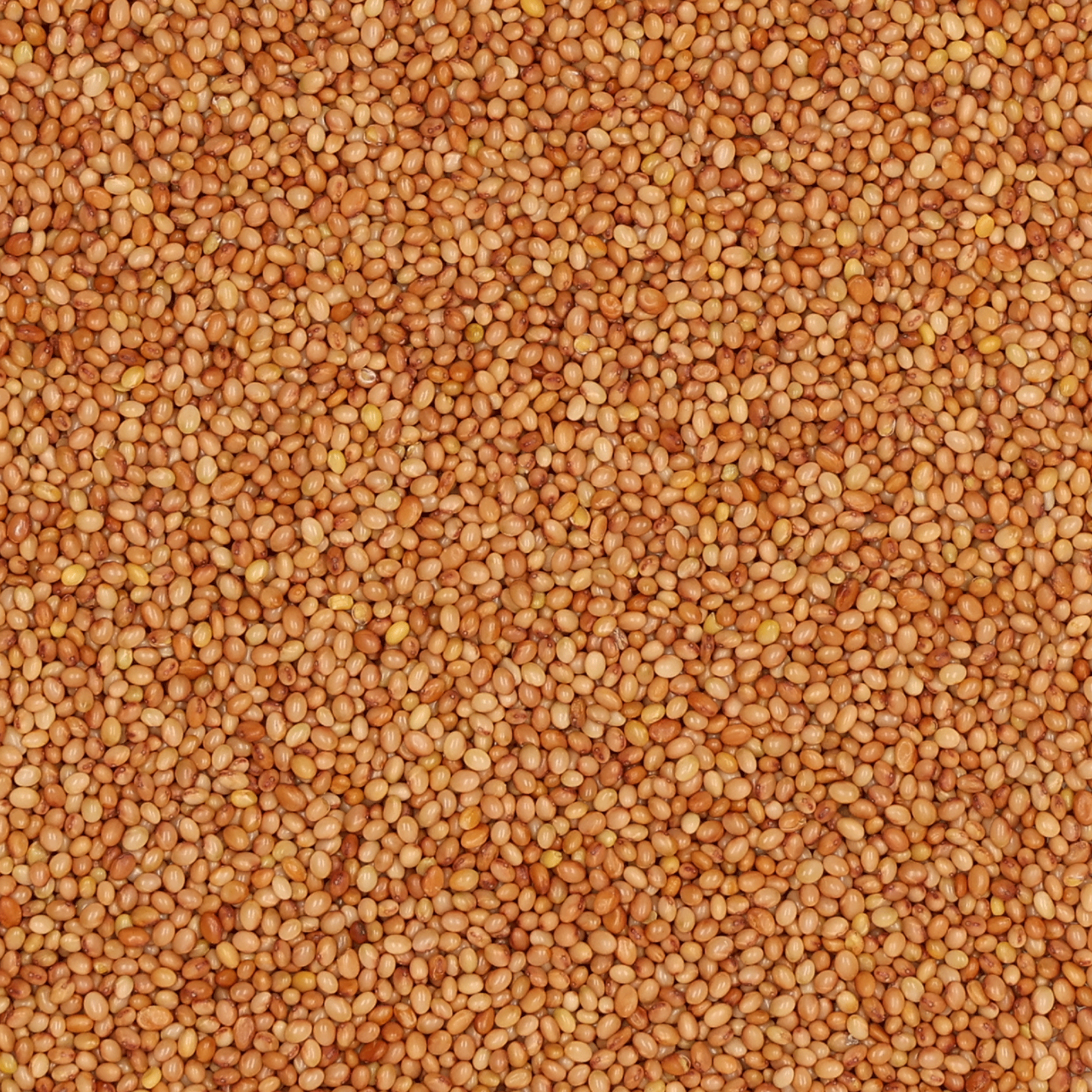 Inkarnatklee | Heusers Ostsaat | 1 kg