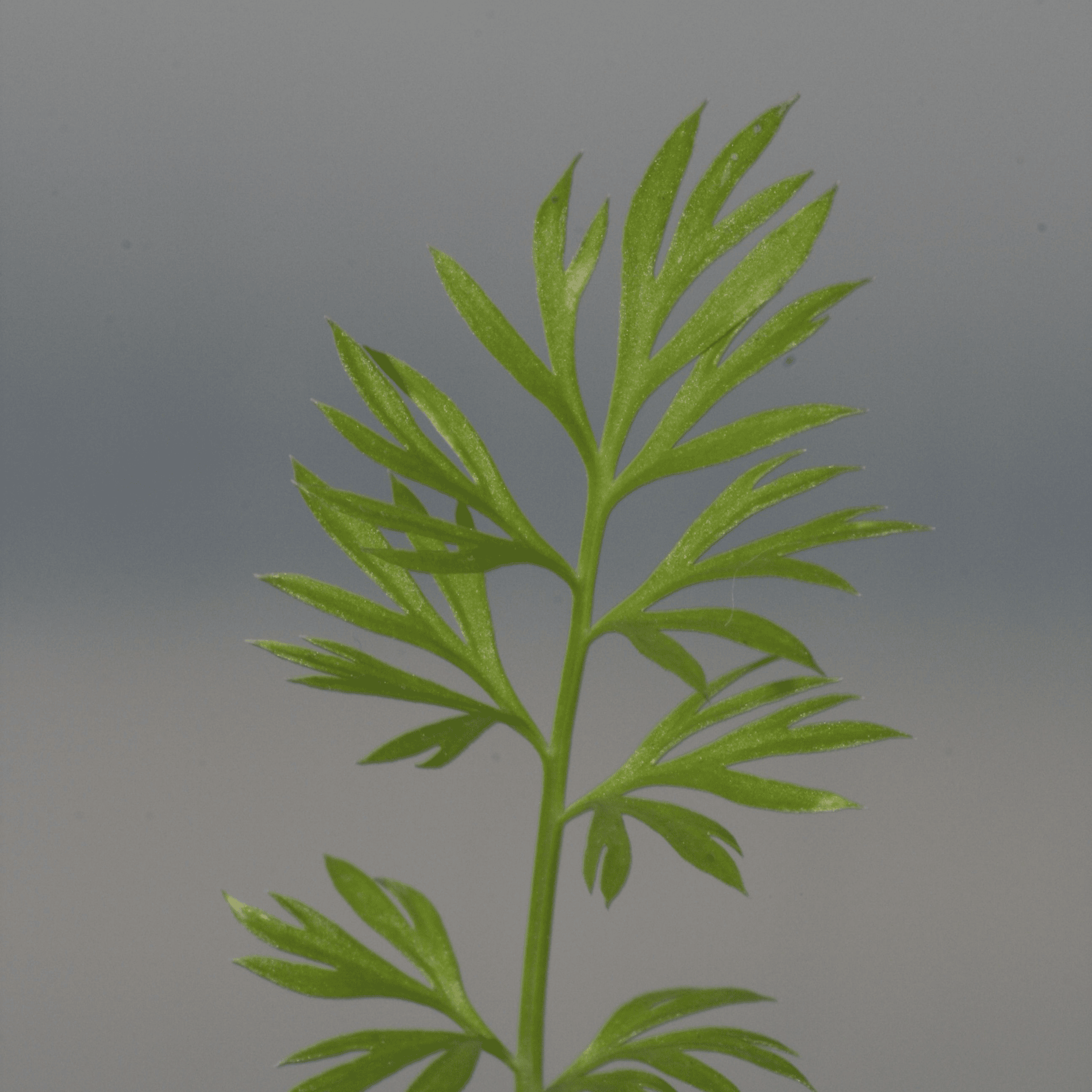 Schwarzkümmel | Saatgut