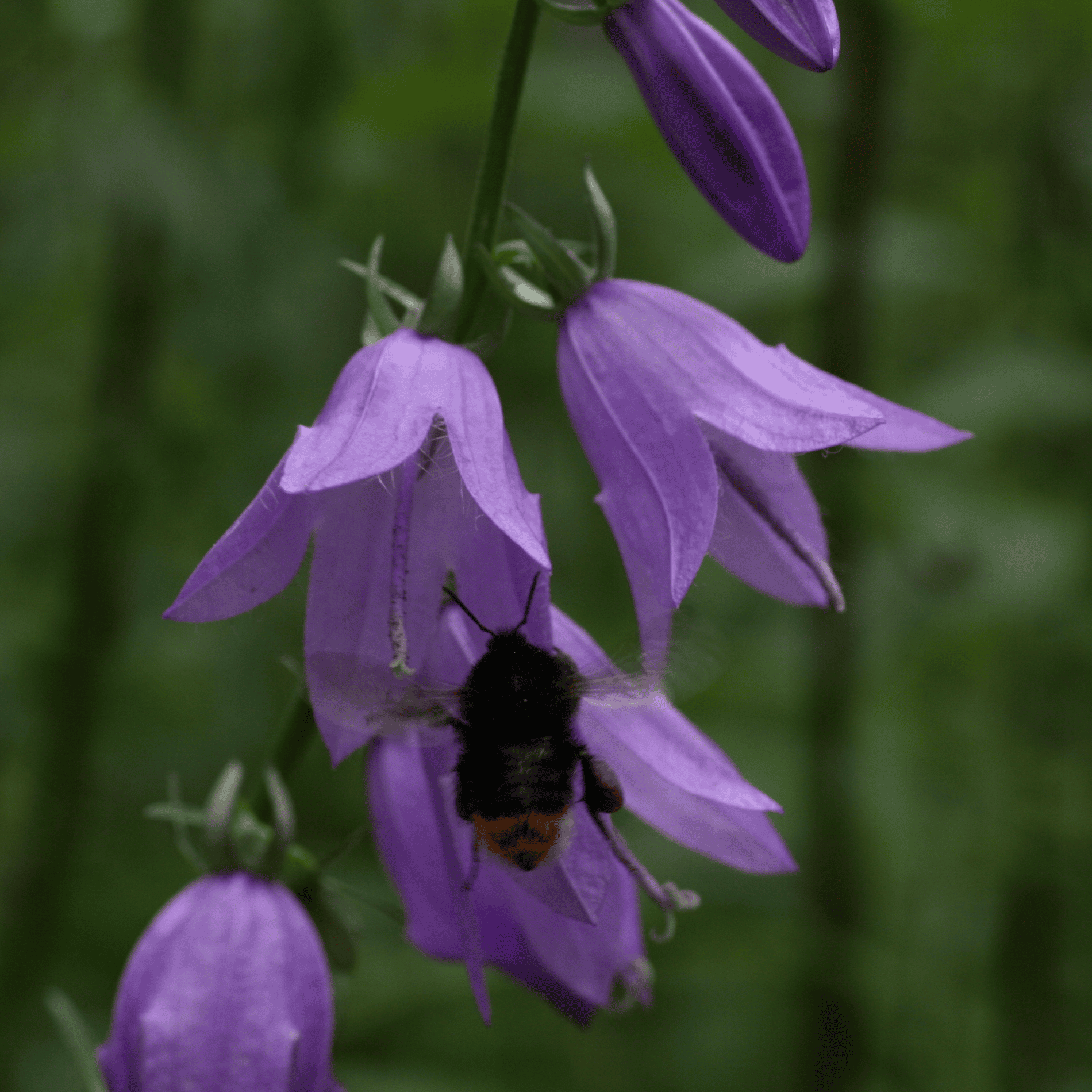 Acker Glockenblume | Saatgut