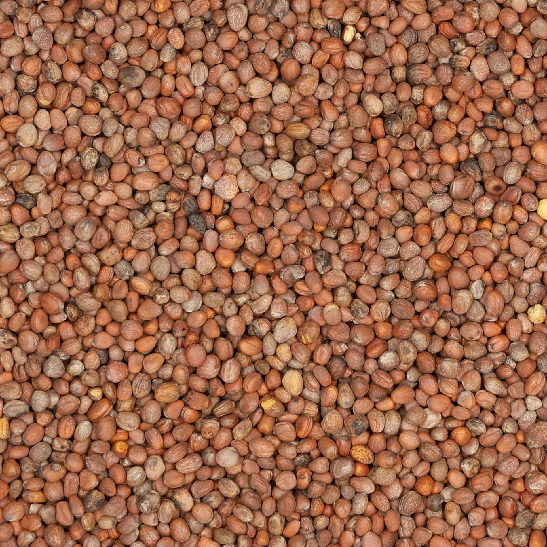 Ölrettich | 1 kg
