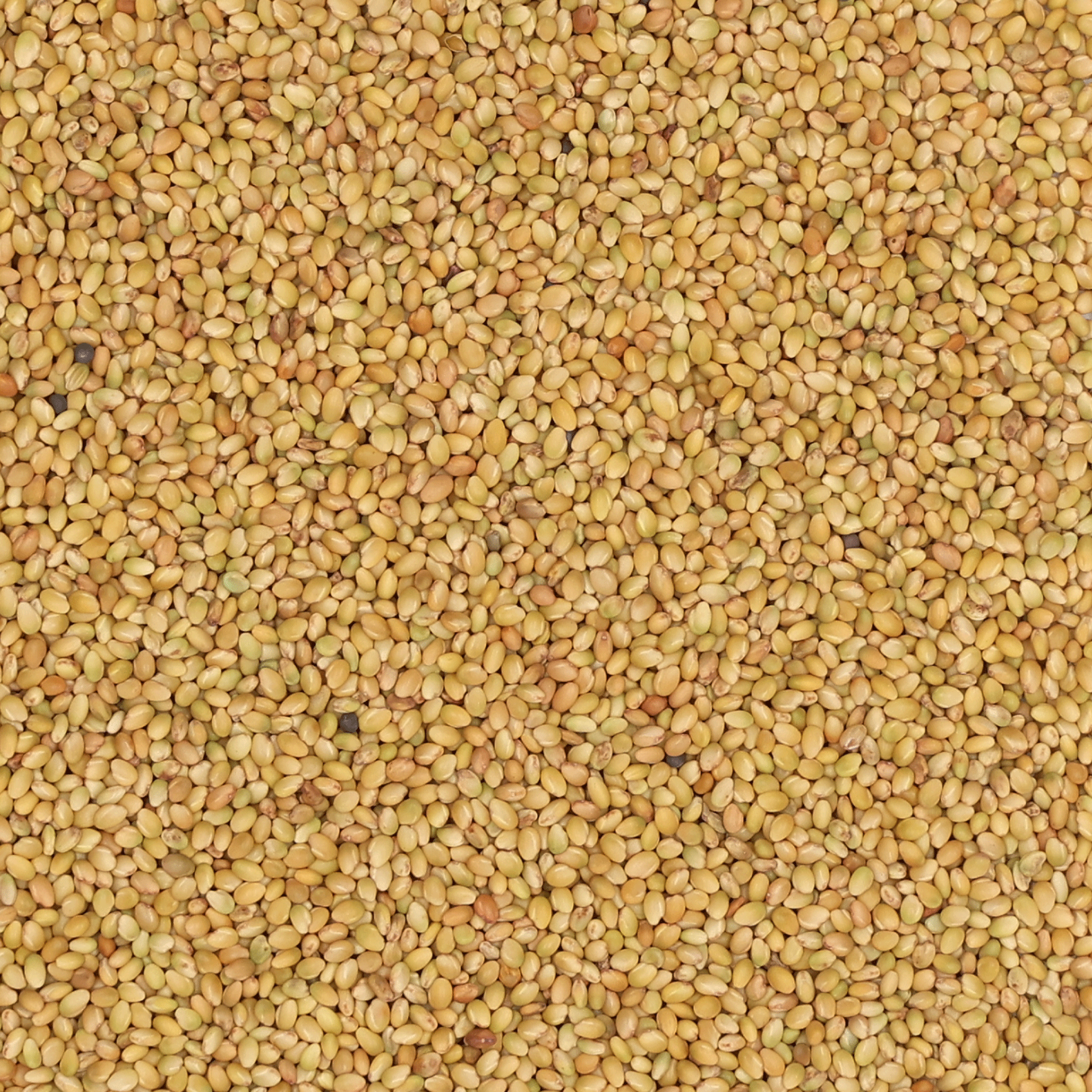 Alexandrinerklee einschnittig | Tabor | 1 kg