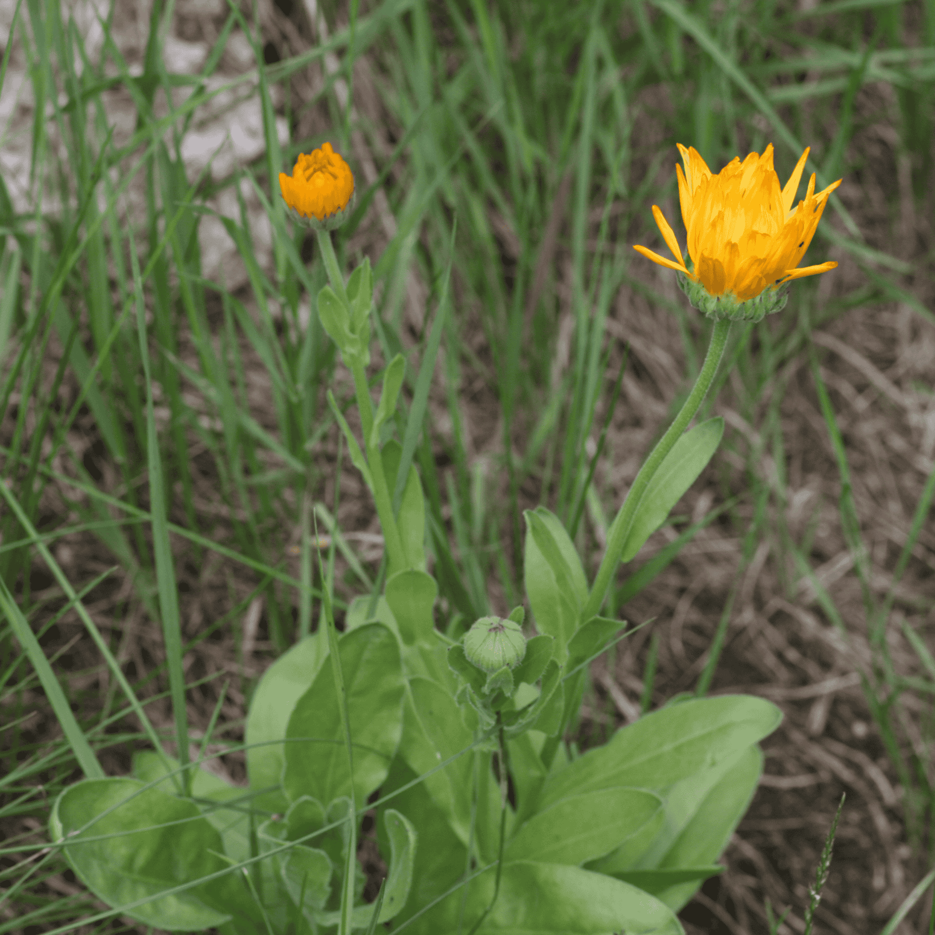 Garten Ringelblume | Saatgut