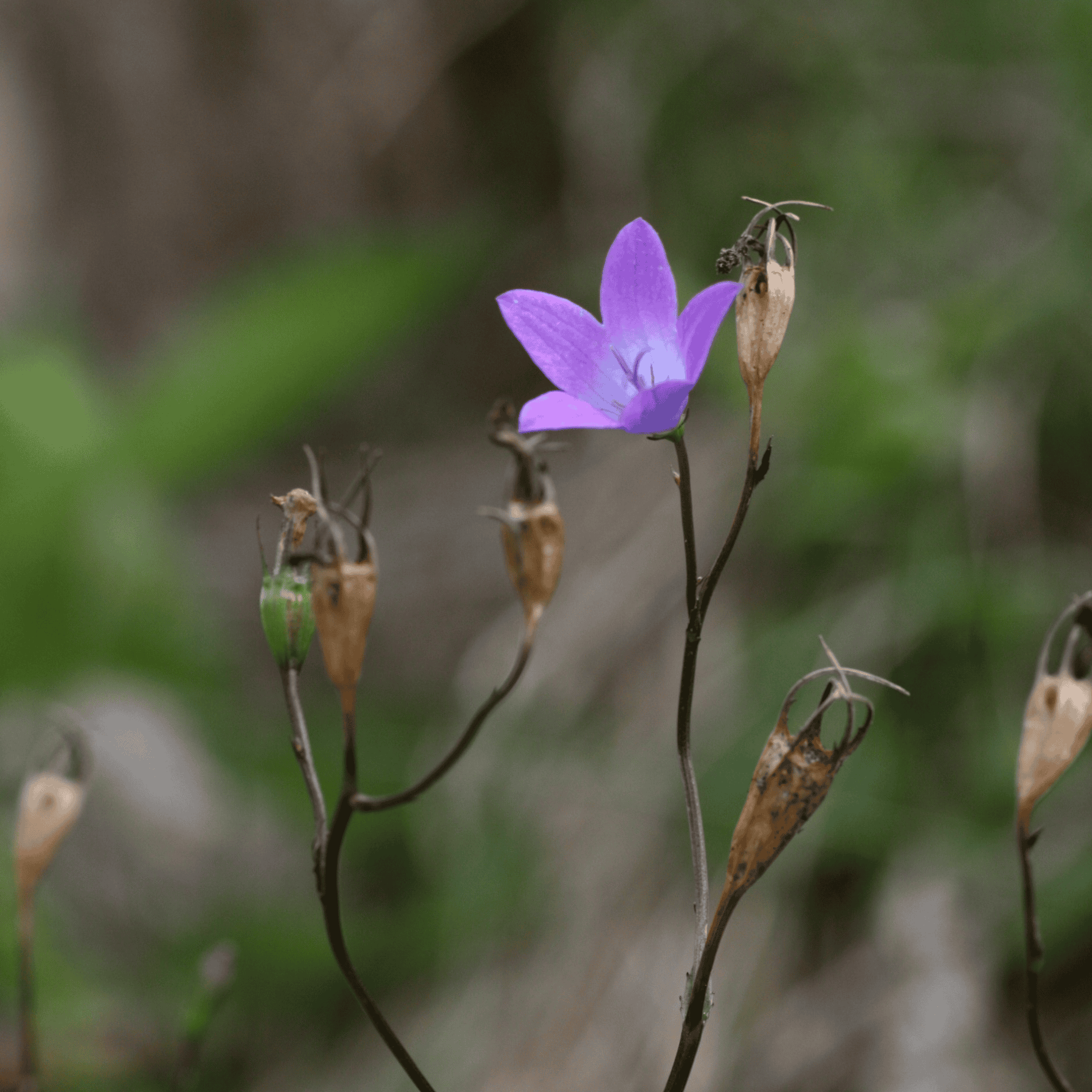 Wiesen Glockenblume | Saatgut