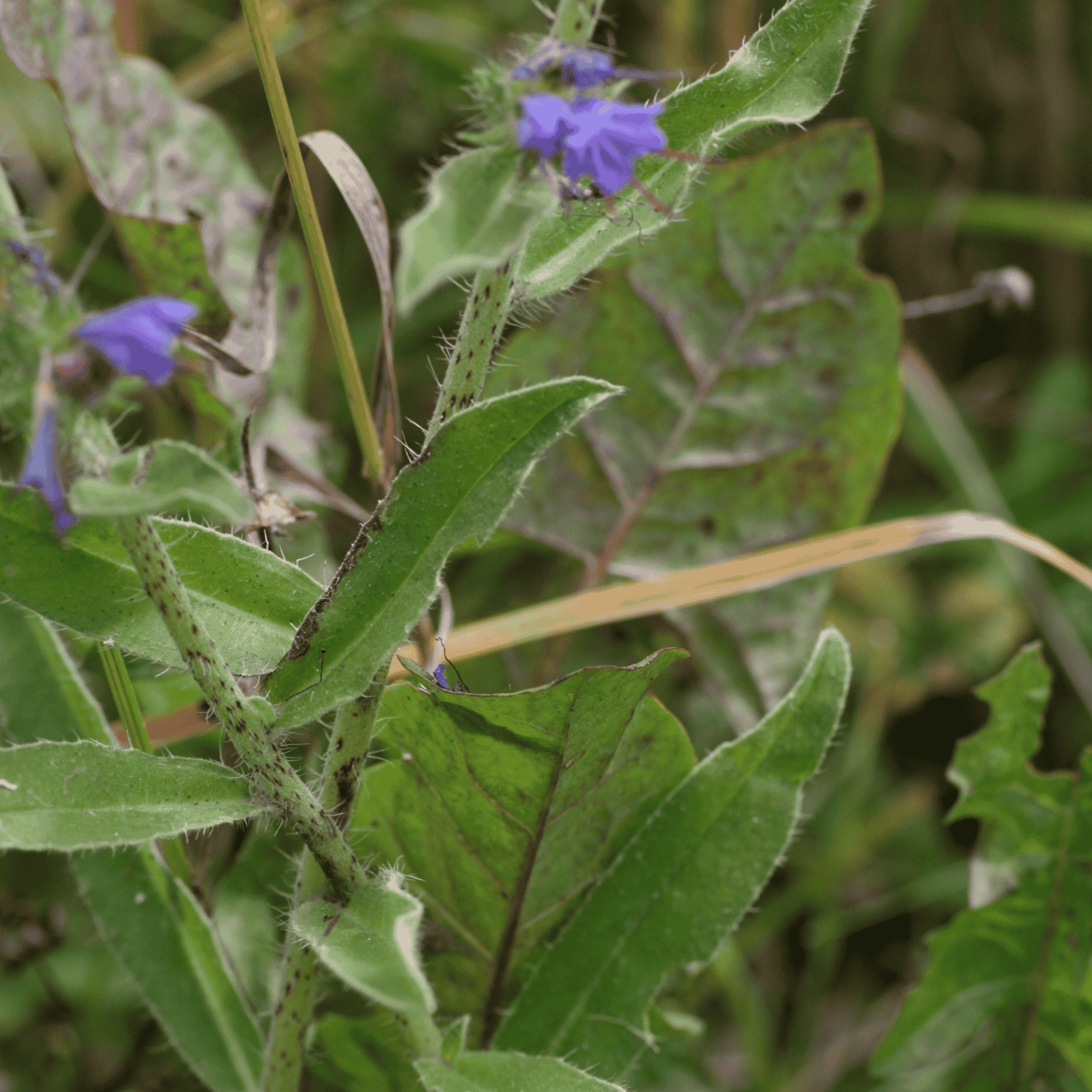 Gemeiner Natternkopf | Saatgut