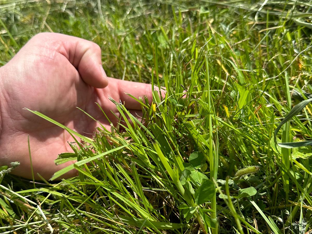 Hand zeigt auf grüne Wiese zur Kontrolle der Schnitthöhe
