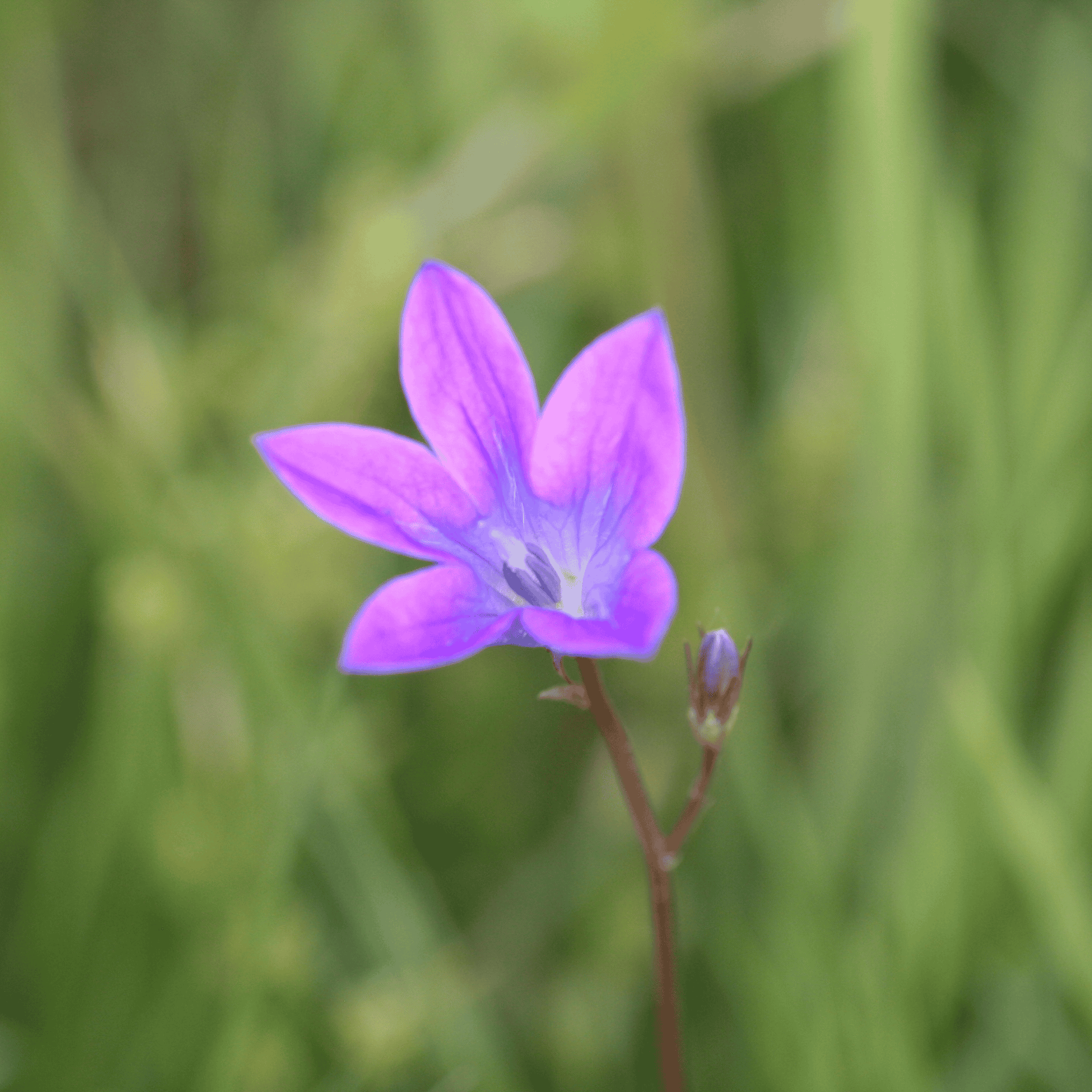 Wiesen Glockenblume | Saatgut