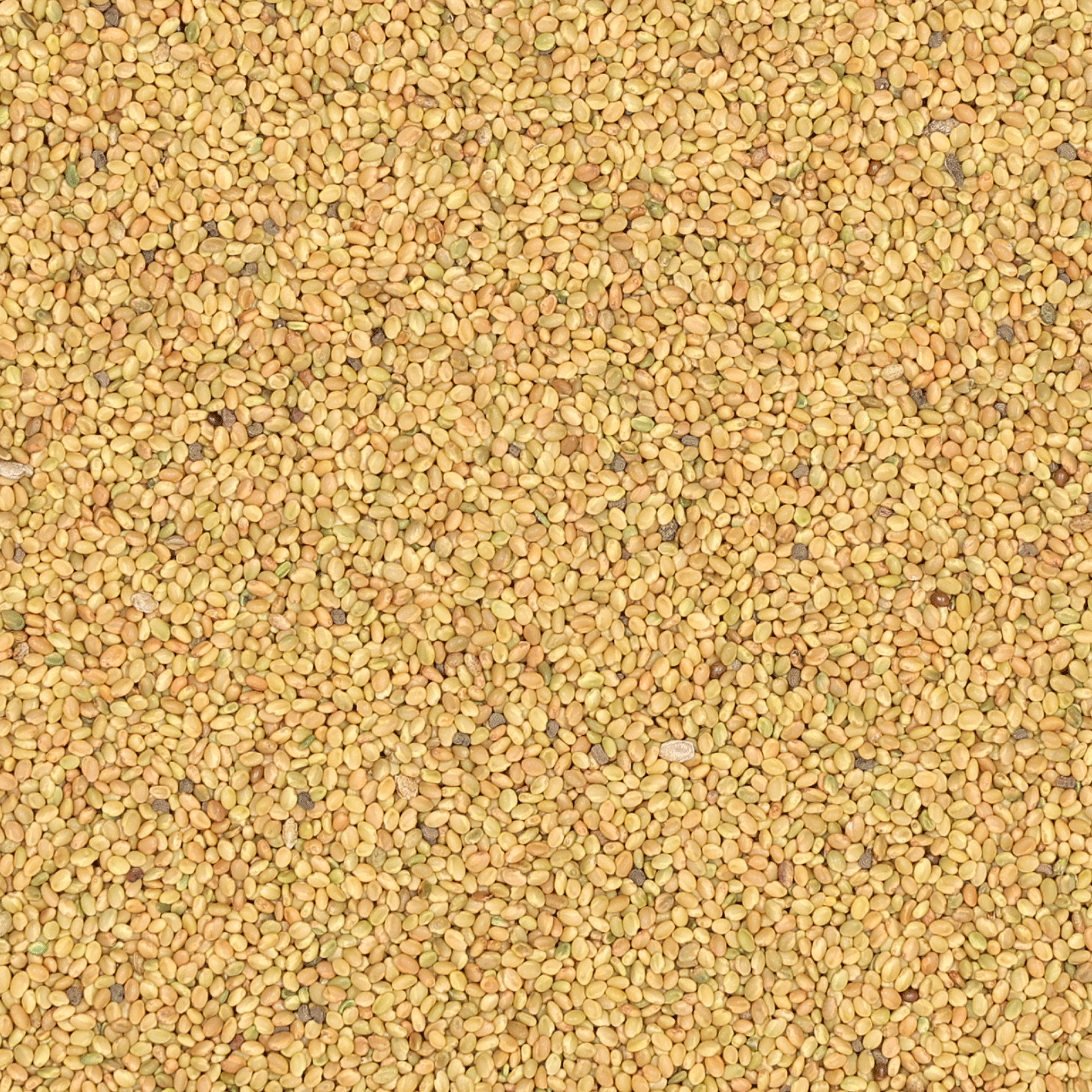 Bokharaklee weiss | Handelssaatgut | 1 kg
