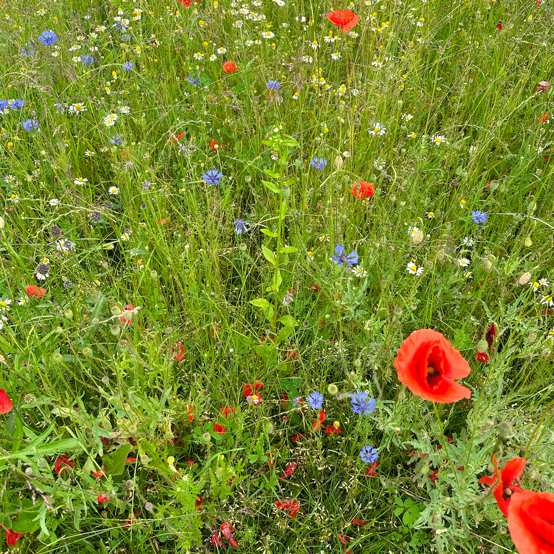 Schwarzenberger ÖPULtaugliche Wildblumenmischung für Grünlandflächen Anwendung