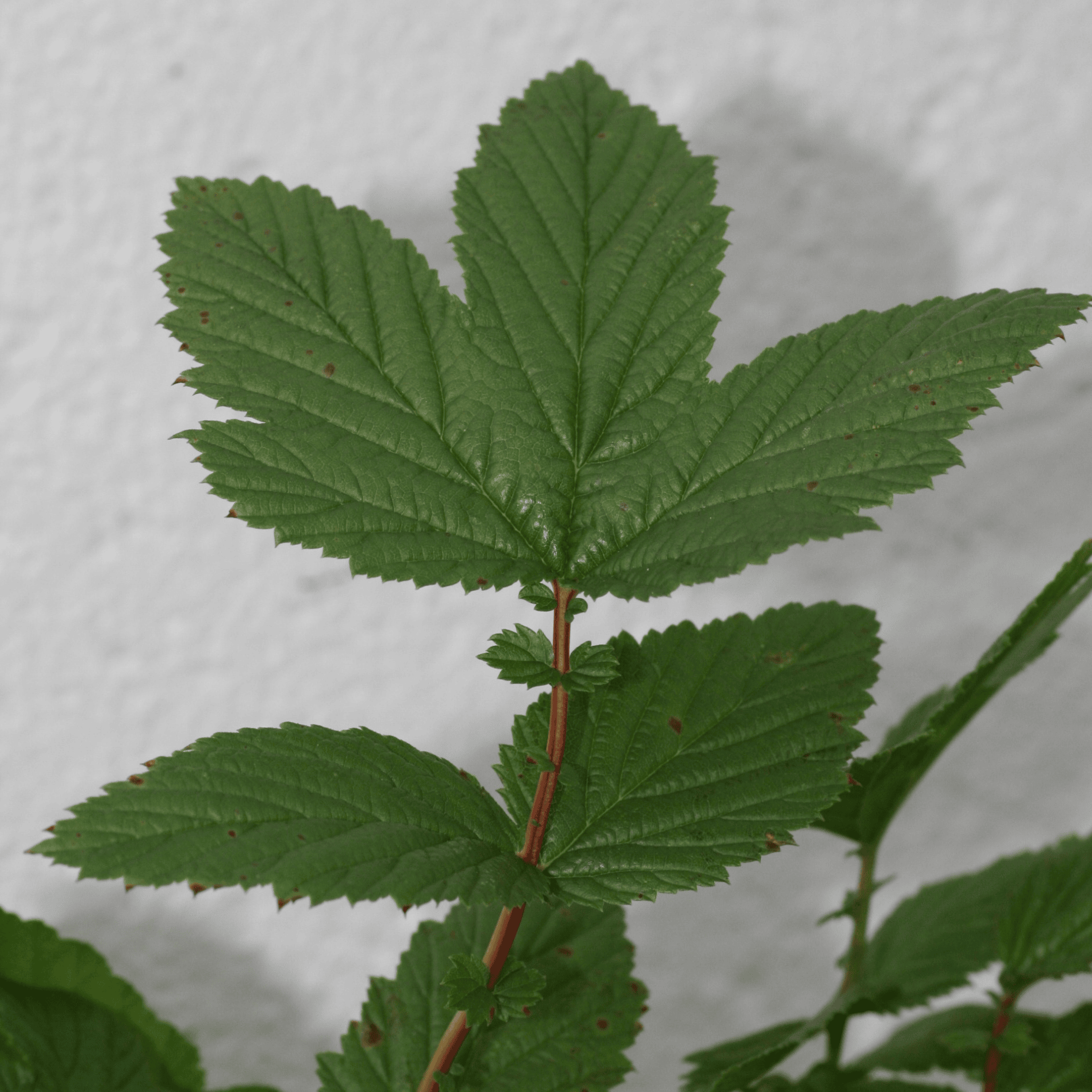 Echtes Mädesüß | Saatgut