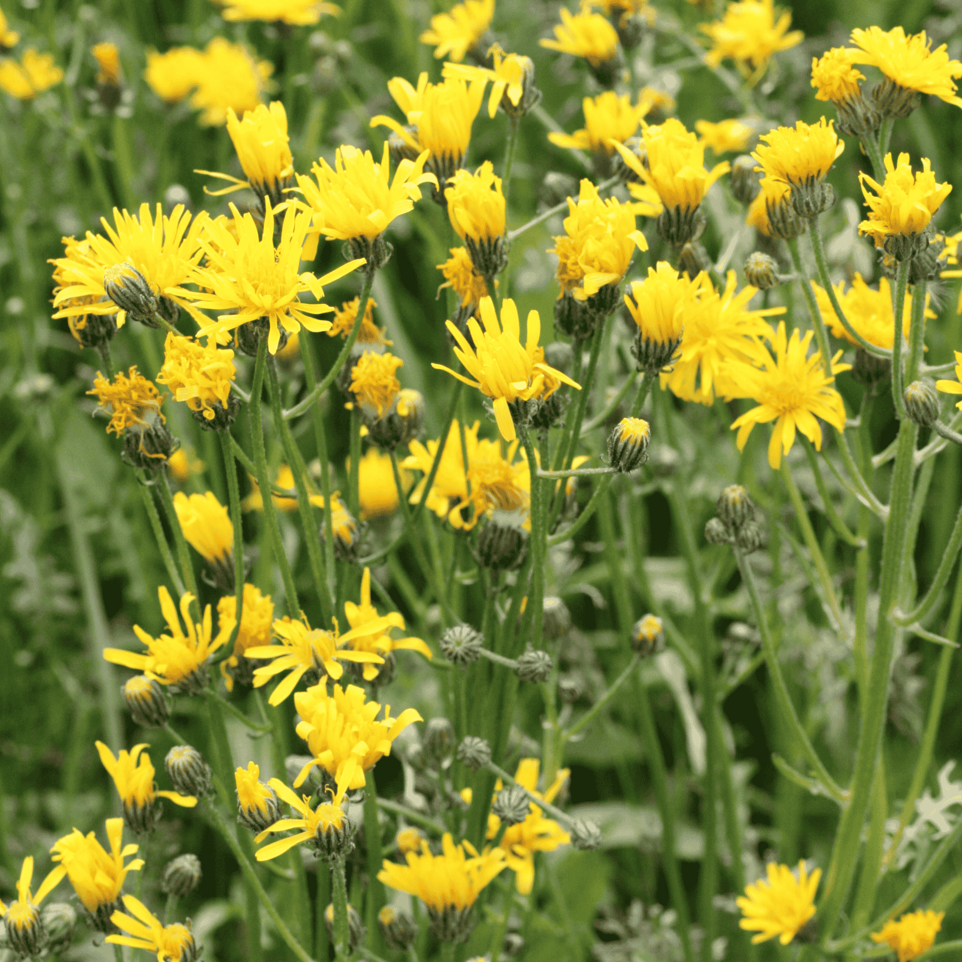 Wiesen Pippau |Saatgut