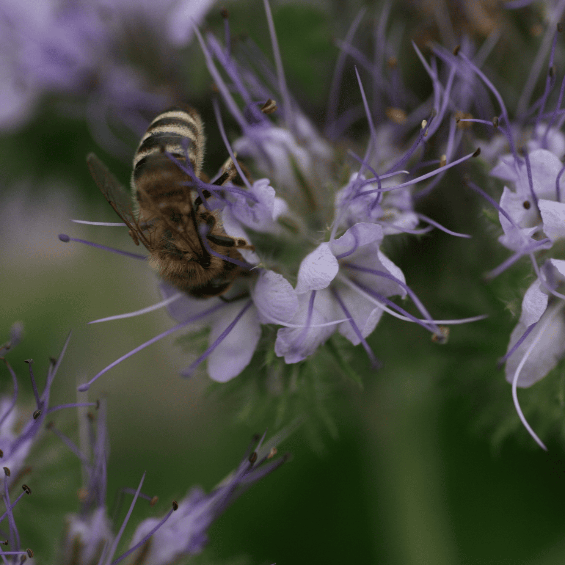 Phacelia | Saatgut