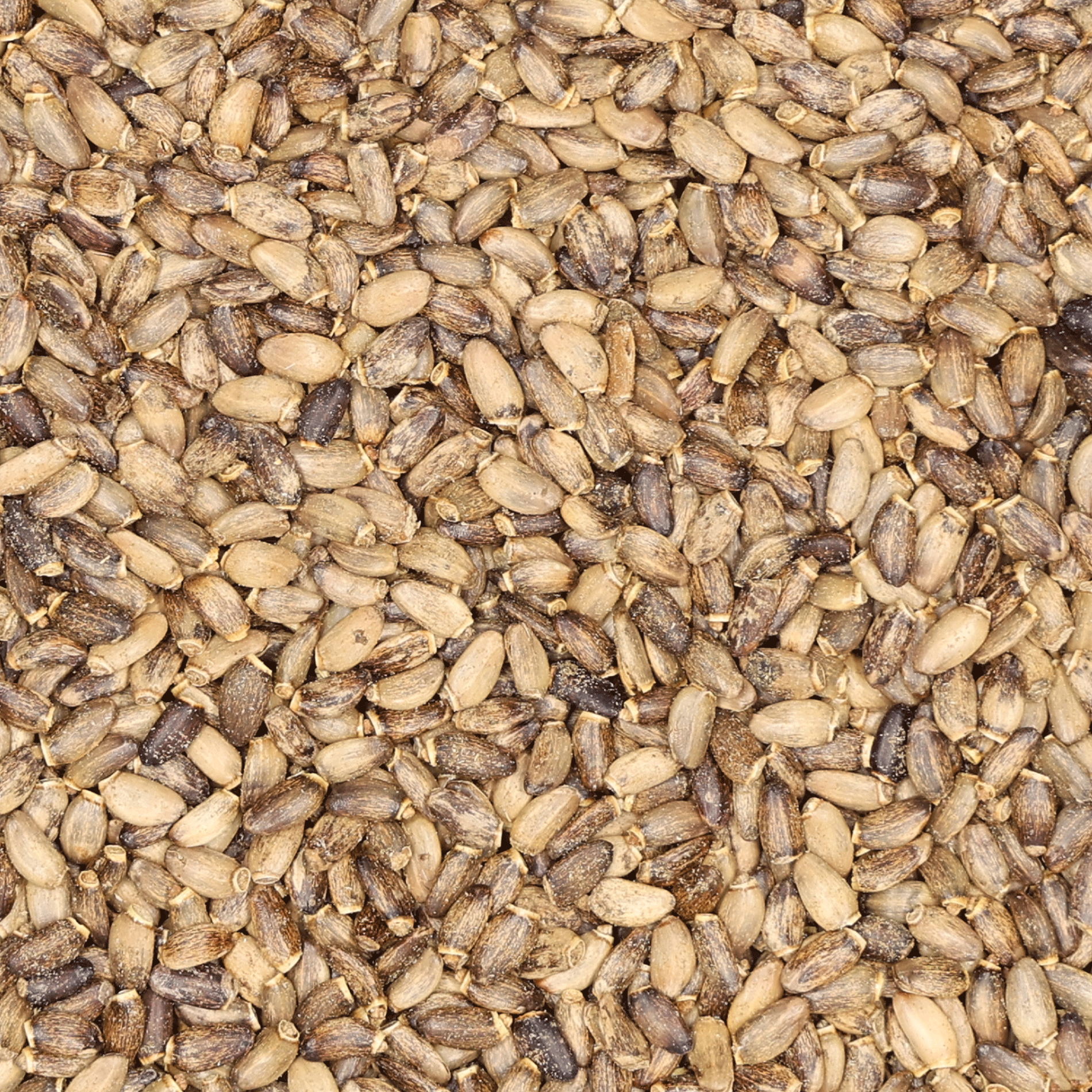 Detailaufnahme von braun-beigen Mariendistel-Samen (Silybum marianum).