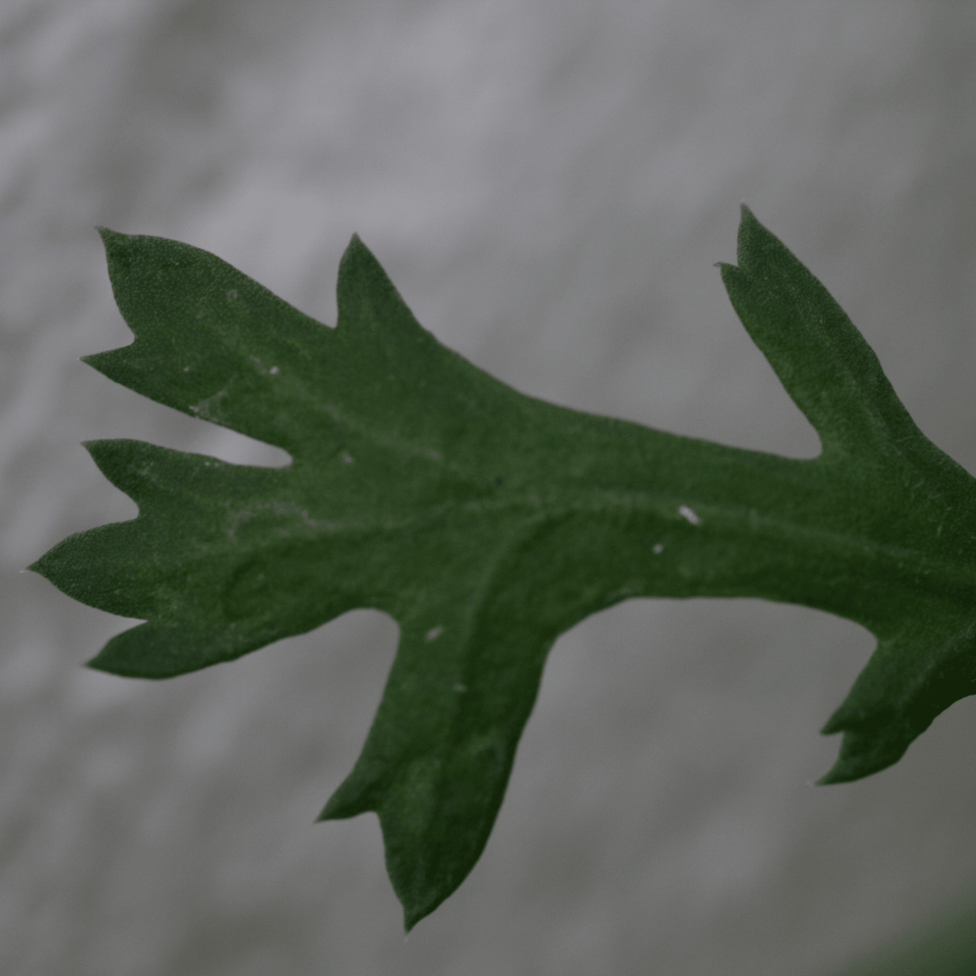 Saatwucherblume | Saatgut