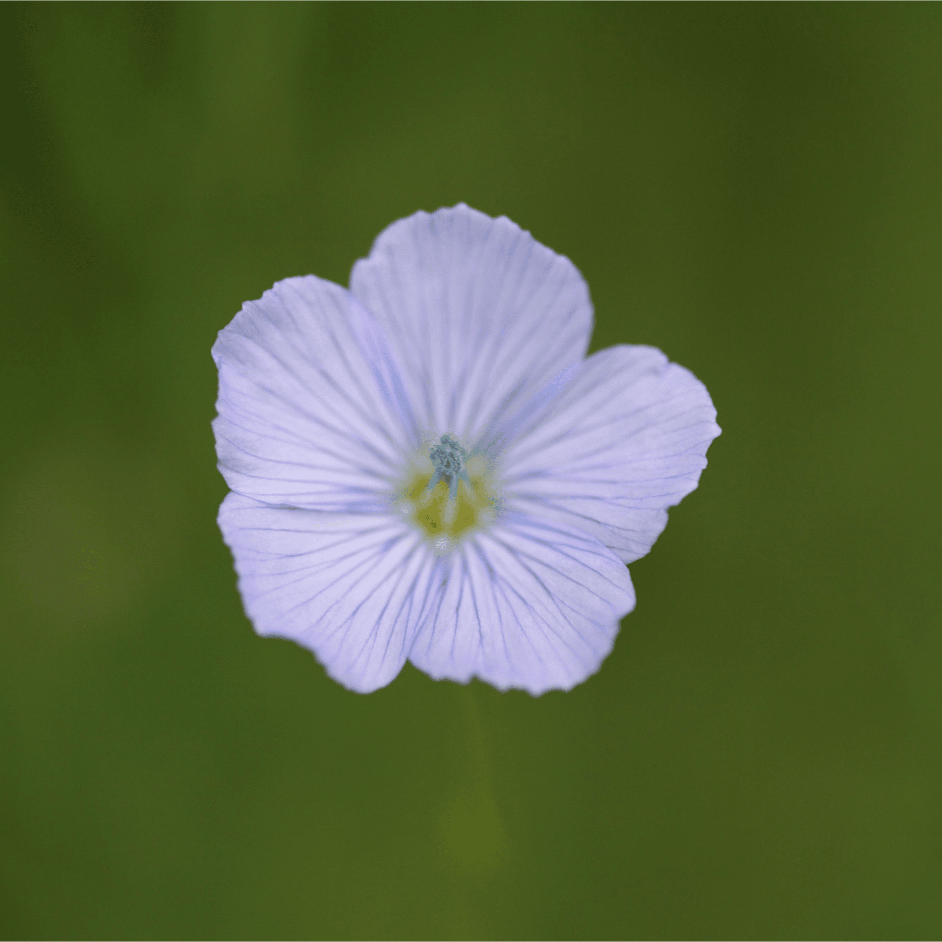 Gemeiner Lein | Saatgut